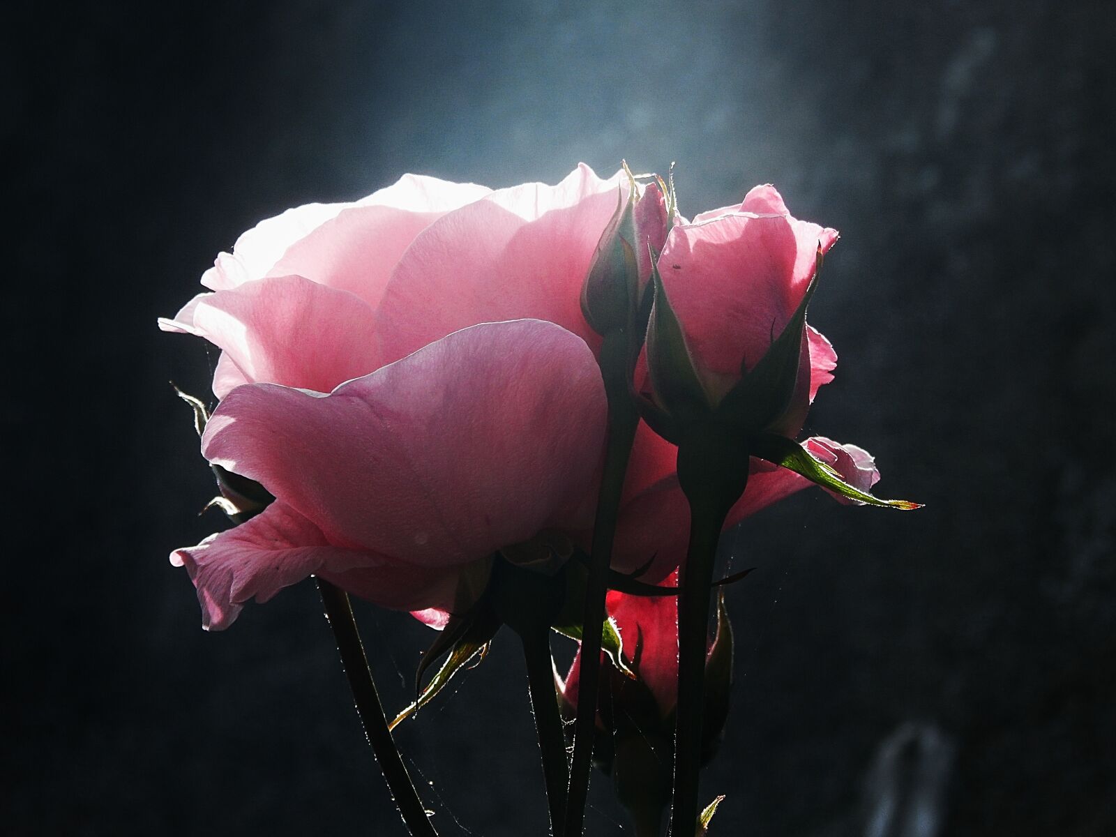 Olympus SZ-15,DZ-100 sample photo. Flower, flowers, pink photography