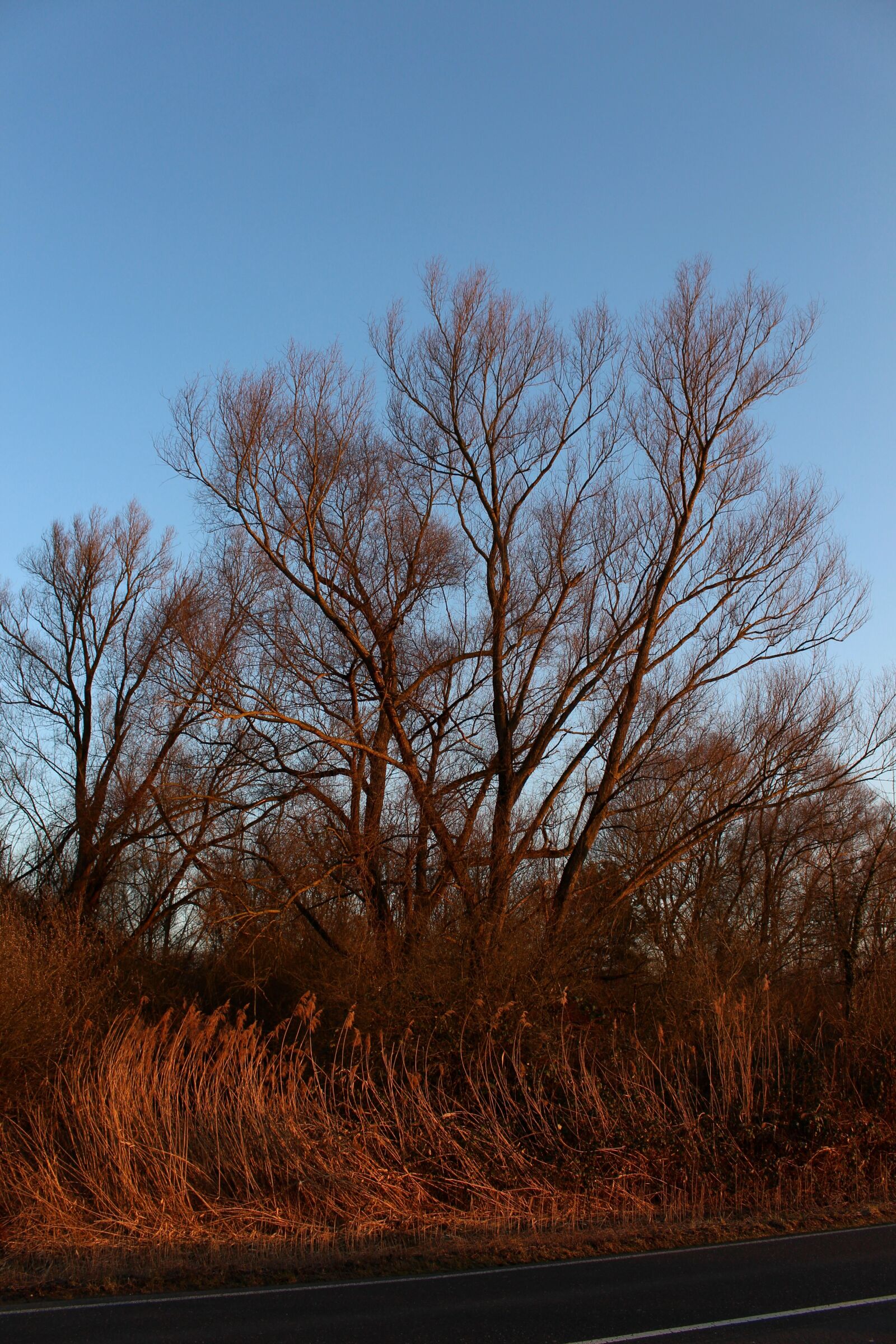 Canon EOS 700D (EOS Rebel T5i / EOS Kiss X7i) sample photo. Tree, pasture, kahl photography