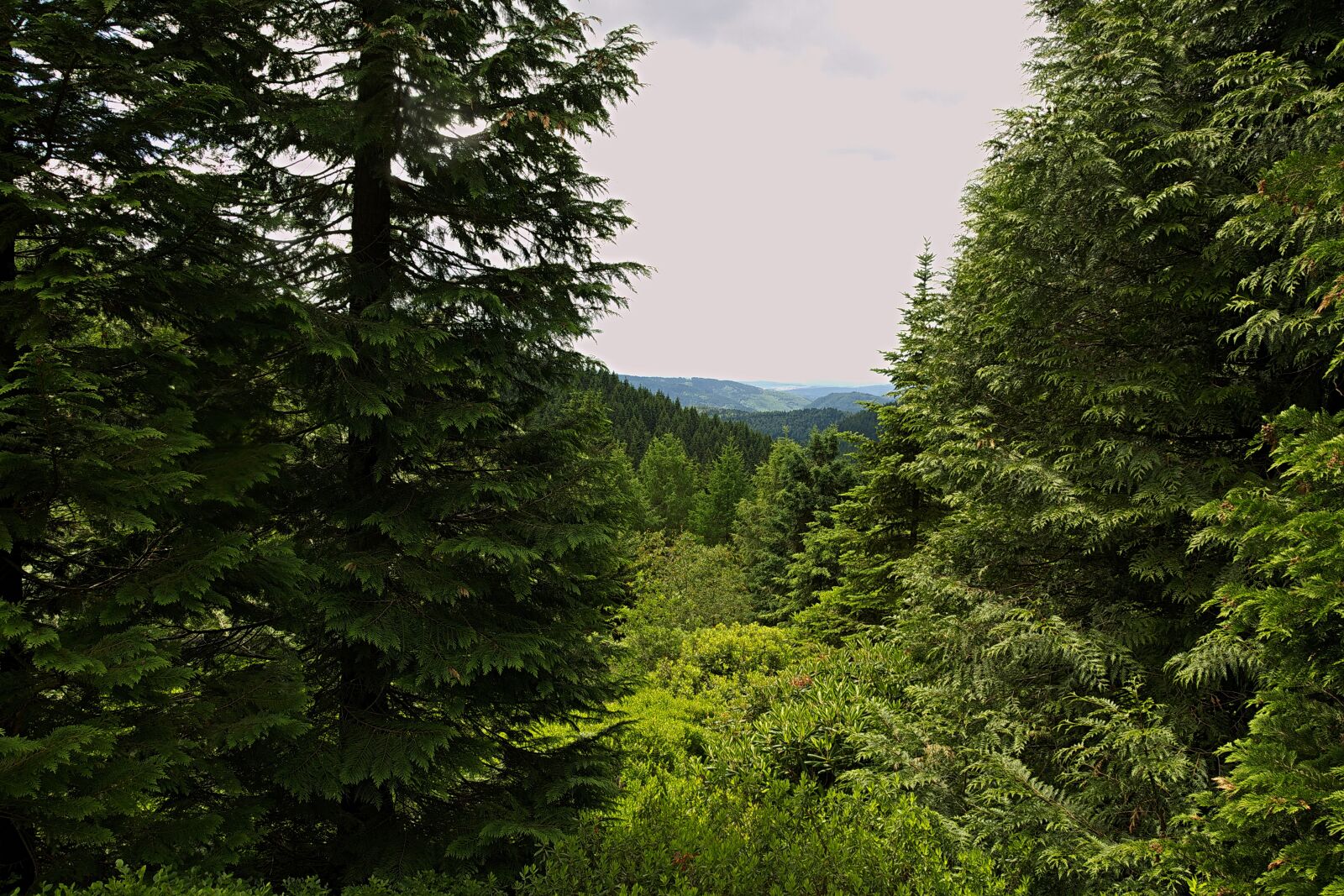 Nikon D3300 sample photo. Forest, view, distant view photography