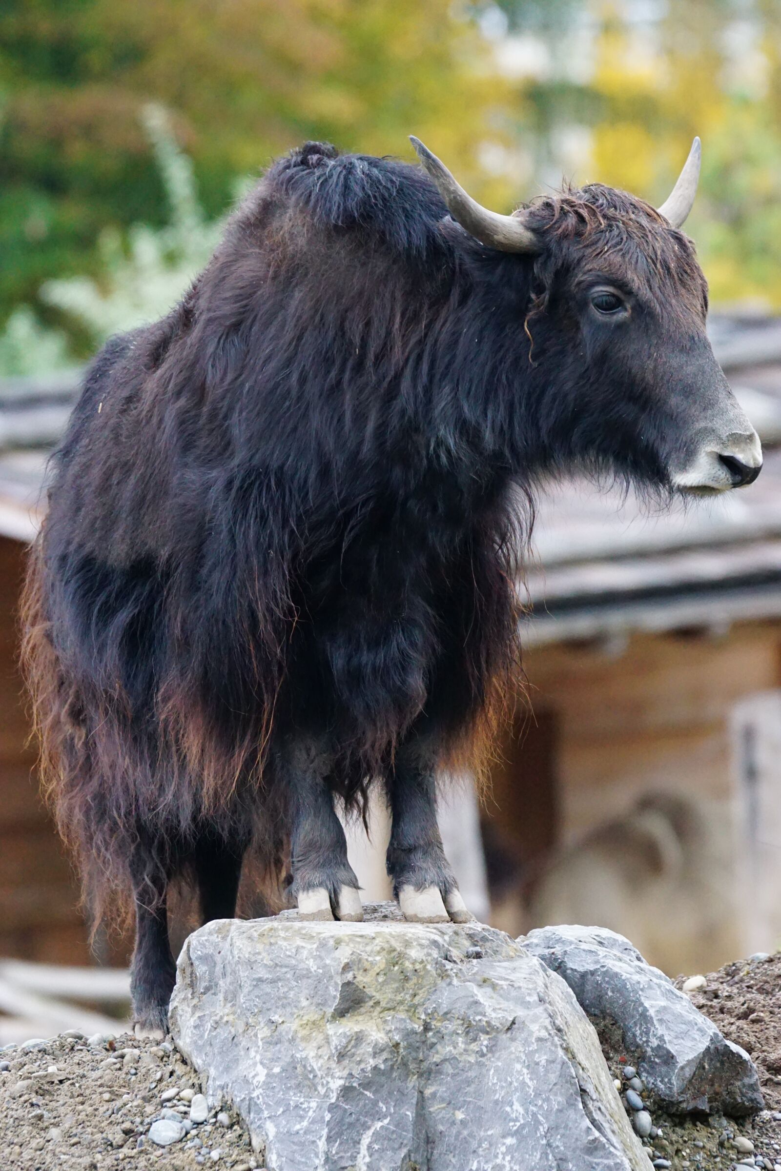 Sony 70-400mm F4-5.6 G SSM sample photo. Yak, beef, domestic cattle photography