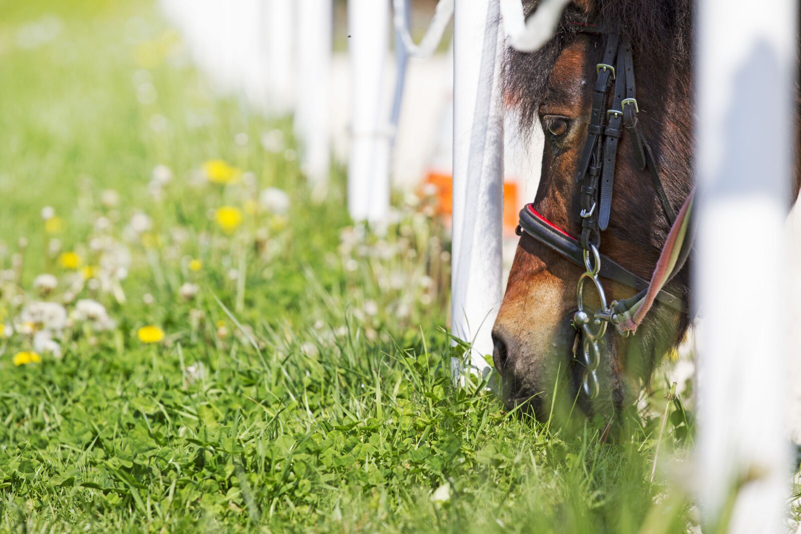 Canon EOS 7D + Canon EF 70-200mm F4L USM sample photo. Horse, grass, meadow photography