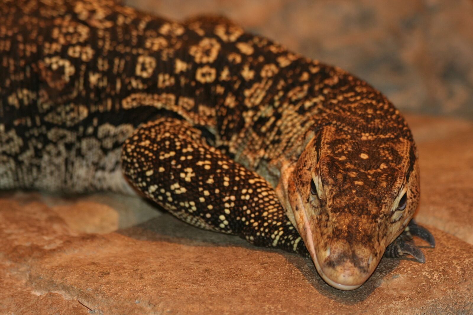 Canon EOS 350D (EOS Digital Rebel XT / EOS Kiss Digital N) sample photo. Lizard, zoo, reptile photography
