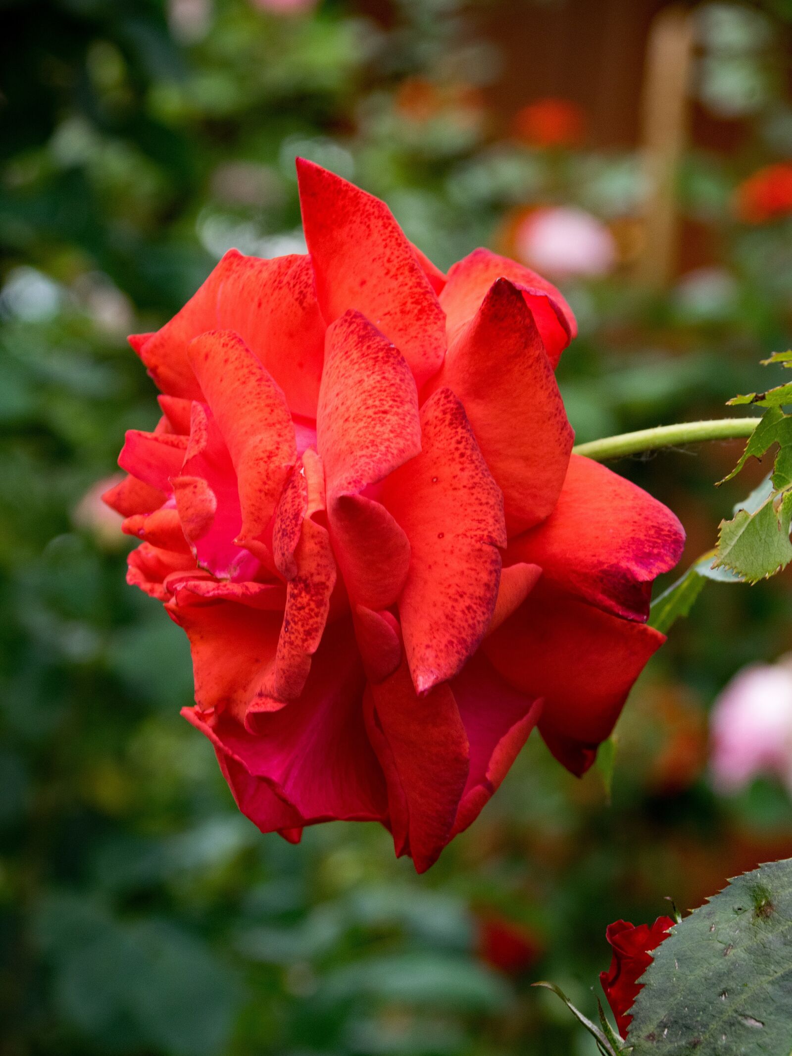 Nikon D5300 sample photo. Rose, edith de martinelli photography