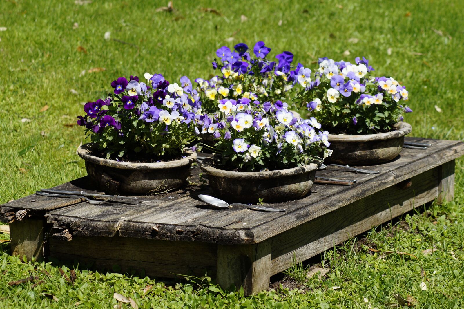 Sony SLT-A58 sample photo. Table, nature, flowers photography