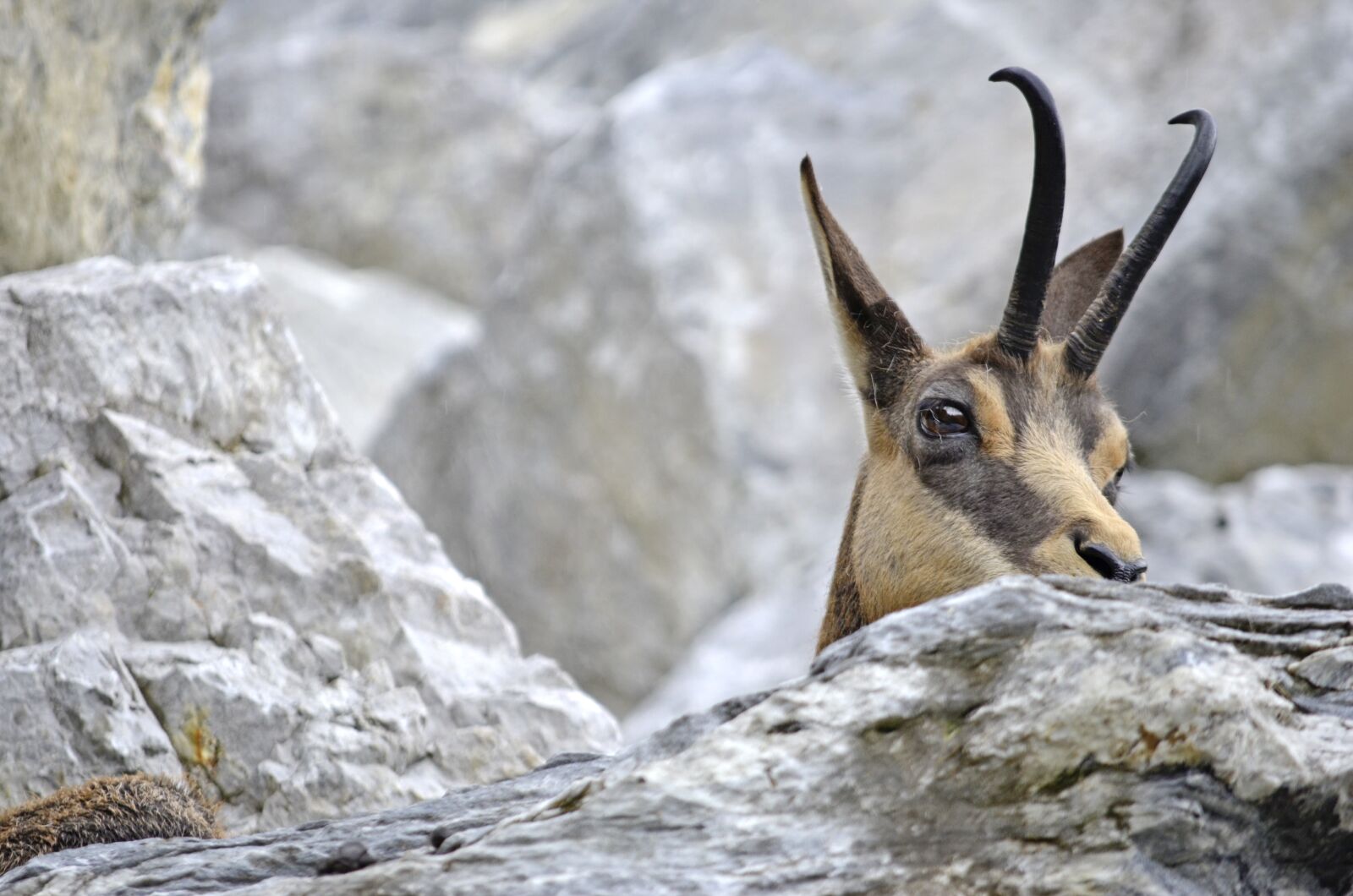 Nikon D5100 sample photo. Chamois, gams, wild photography