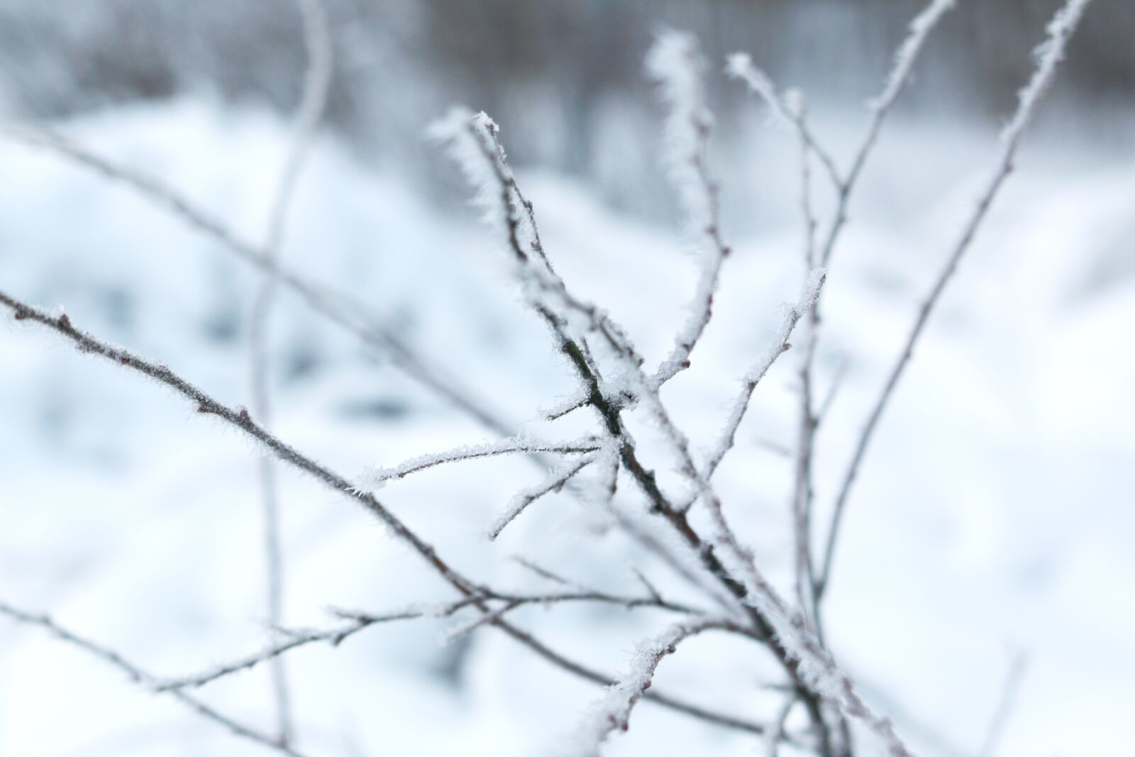 Canon EOS 70D sample photo. Brunch, winter landscapes, winter photography