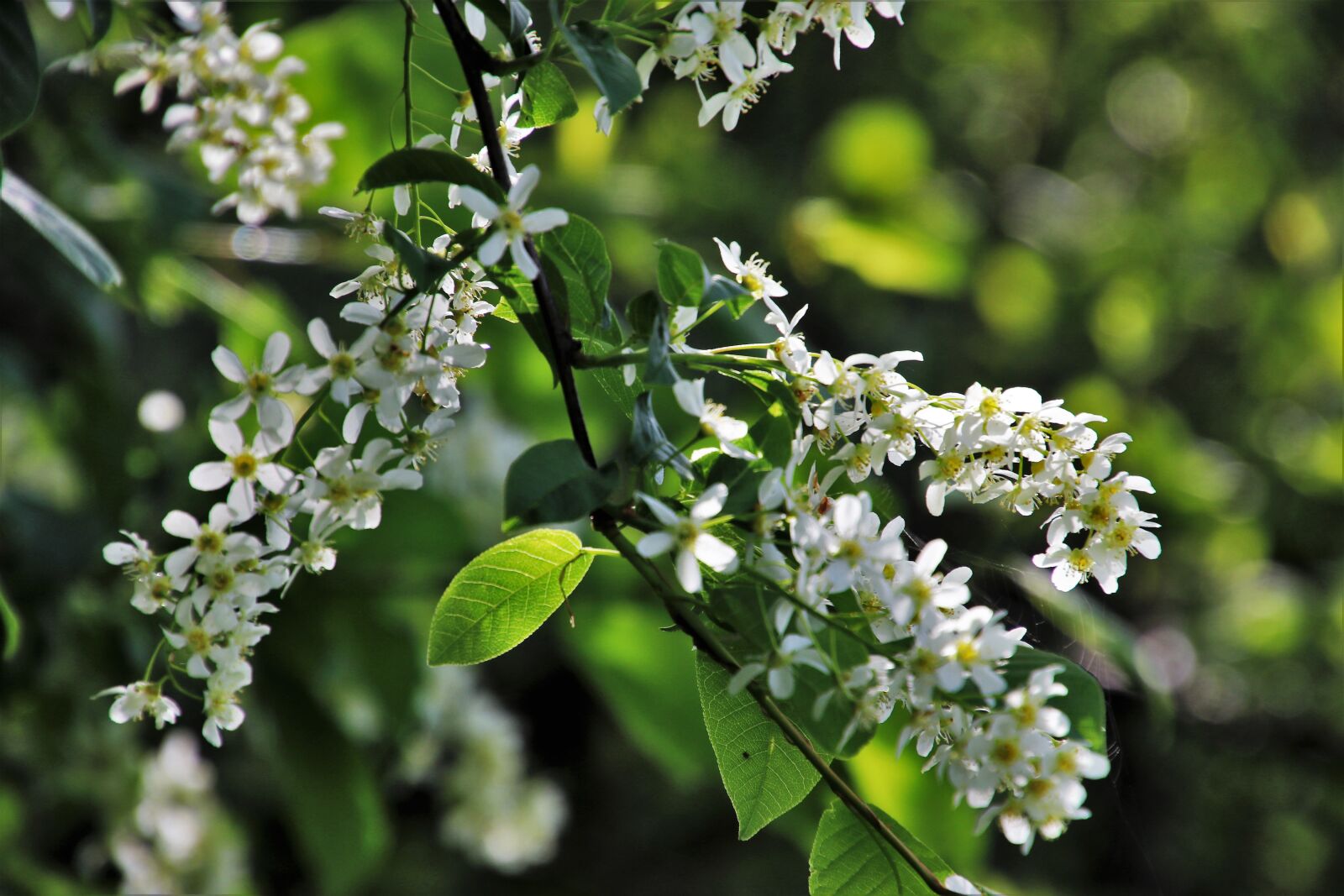 Canon EOS 80D sample photo. Flower, plant, nature photography
