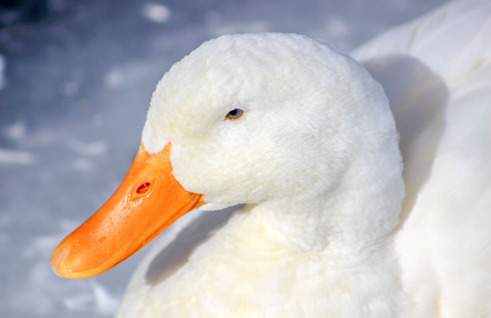 Canon EOS 600D (Rebel EOS T3i / EOS Kiss X5) sample photo. Duck, nature, bird photography