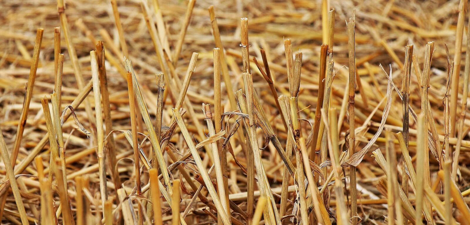 Canon EOS 550D (EOS Rebel T2i / EOS Kiss X4) sample photo. Dry, outdoor, cereal, straw photography