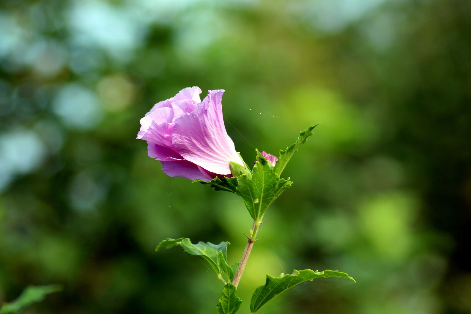 Canon EOS 1200D (EOS Rebel T5 / EOS Kiss X70 / EOS Hi) sample photo. Flower, violet, boost photography