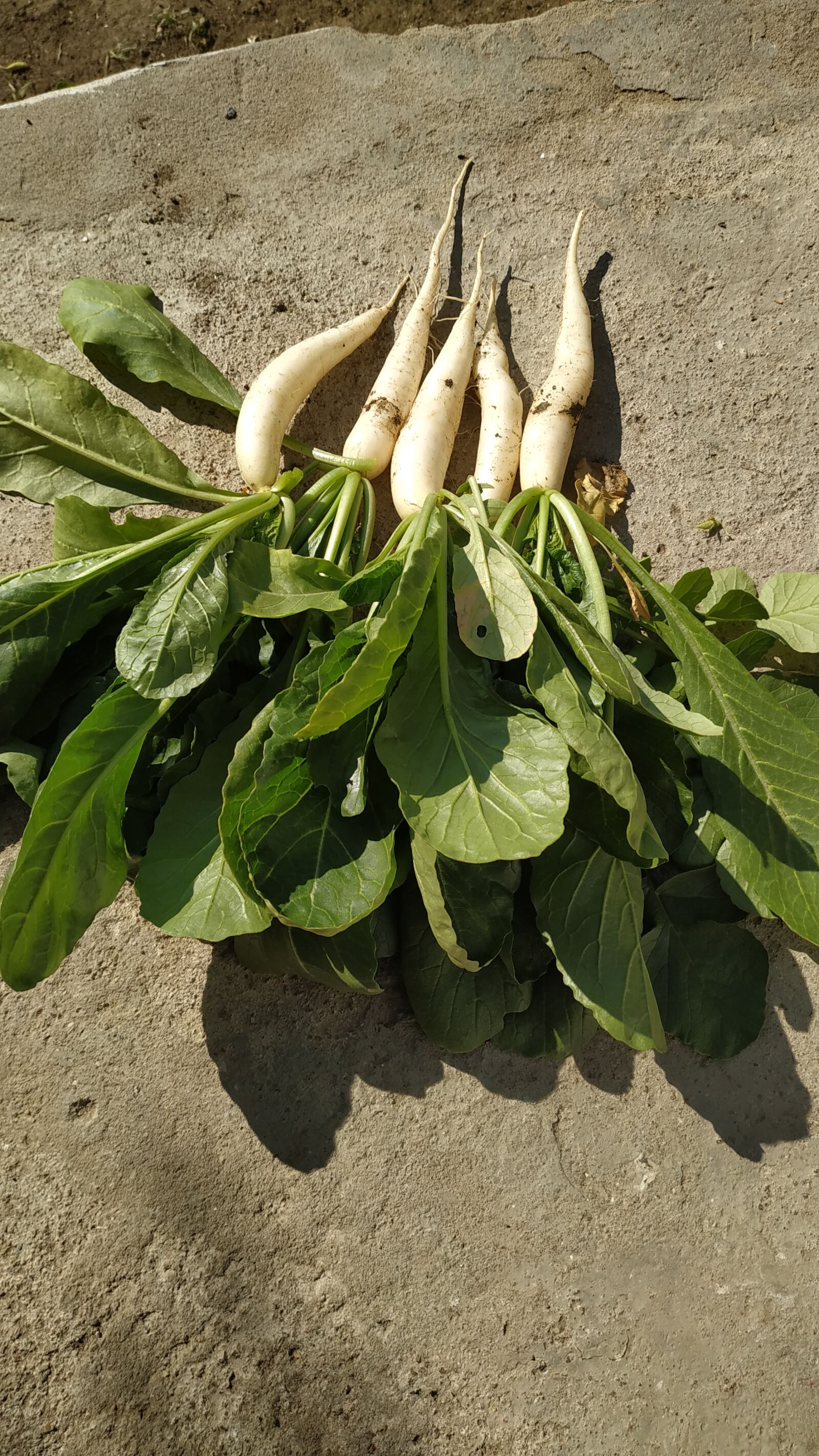Xiaomi Redmi Note 6 Pro sample photo. Organic vegetable, fruits, tomato photography