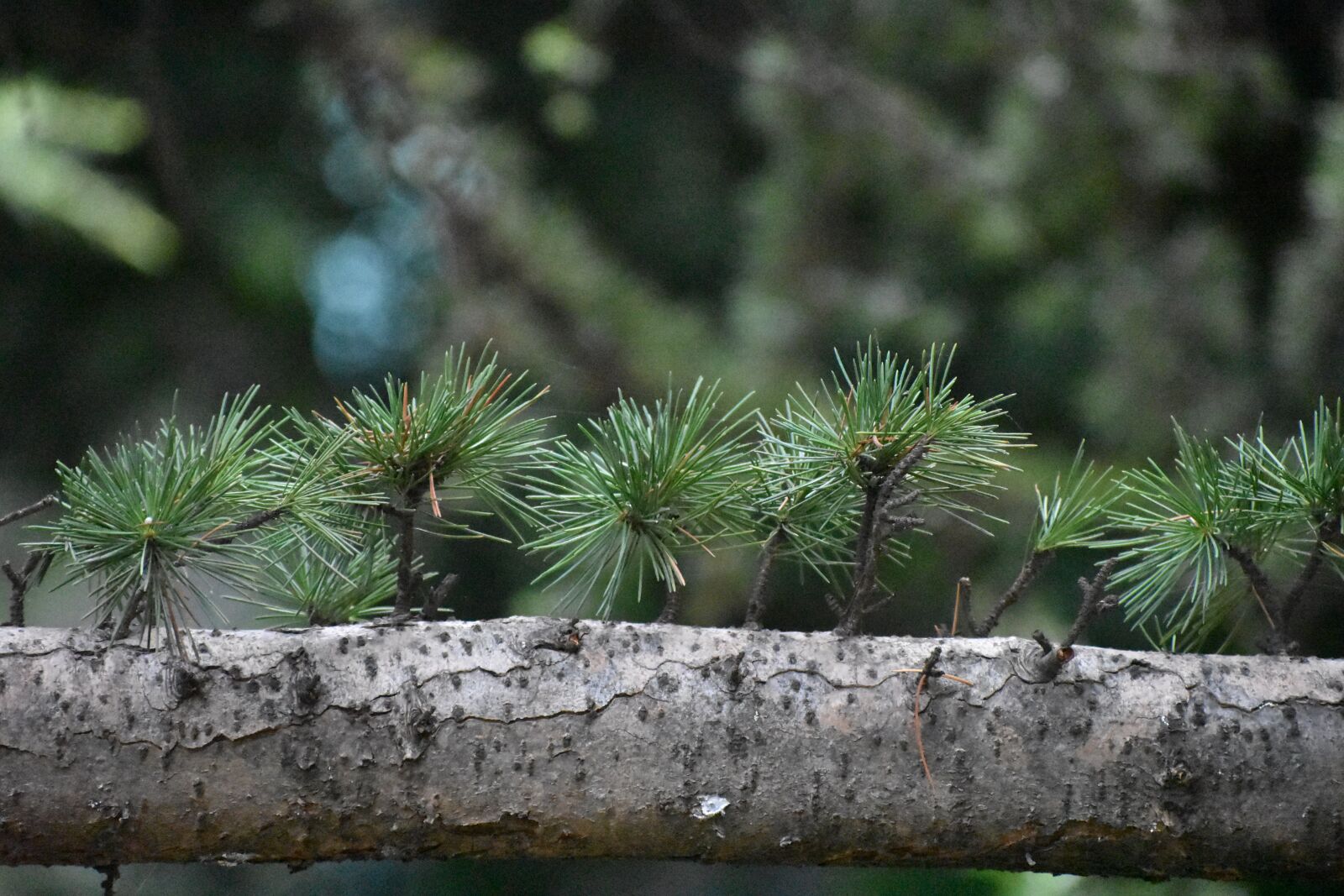 Nikon D3400 sample photo. Tree, branch, needles photography