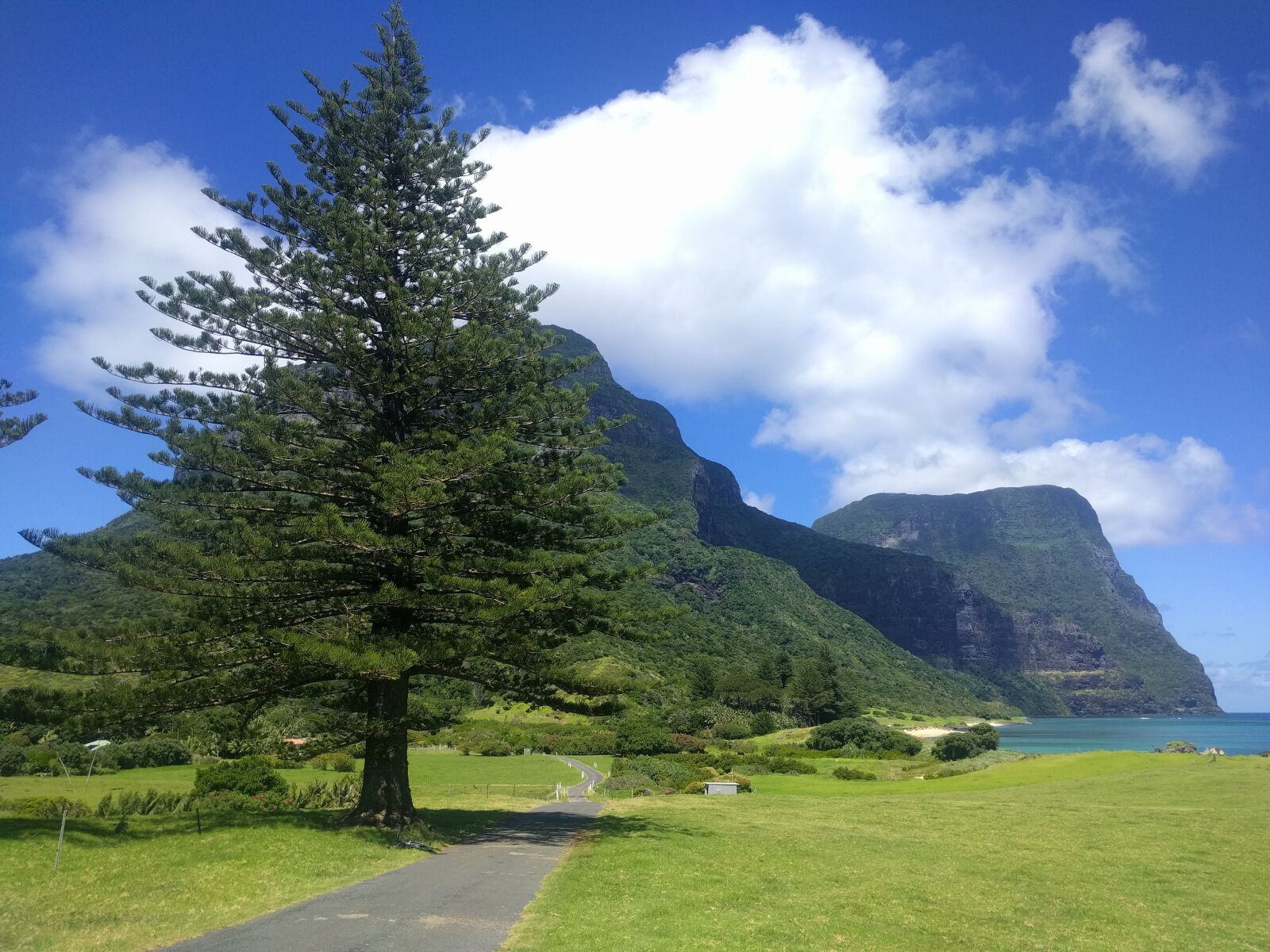 LG Nexus 5X sample photo. Tree, path, mountain photography