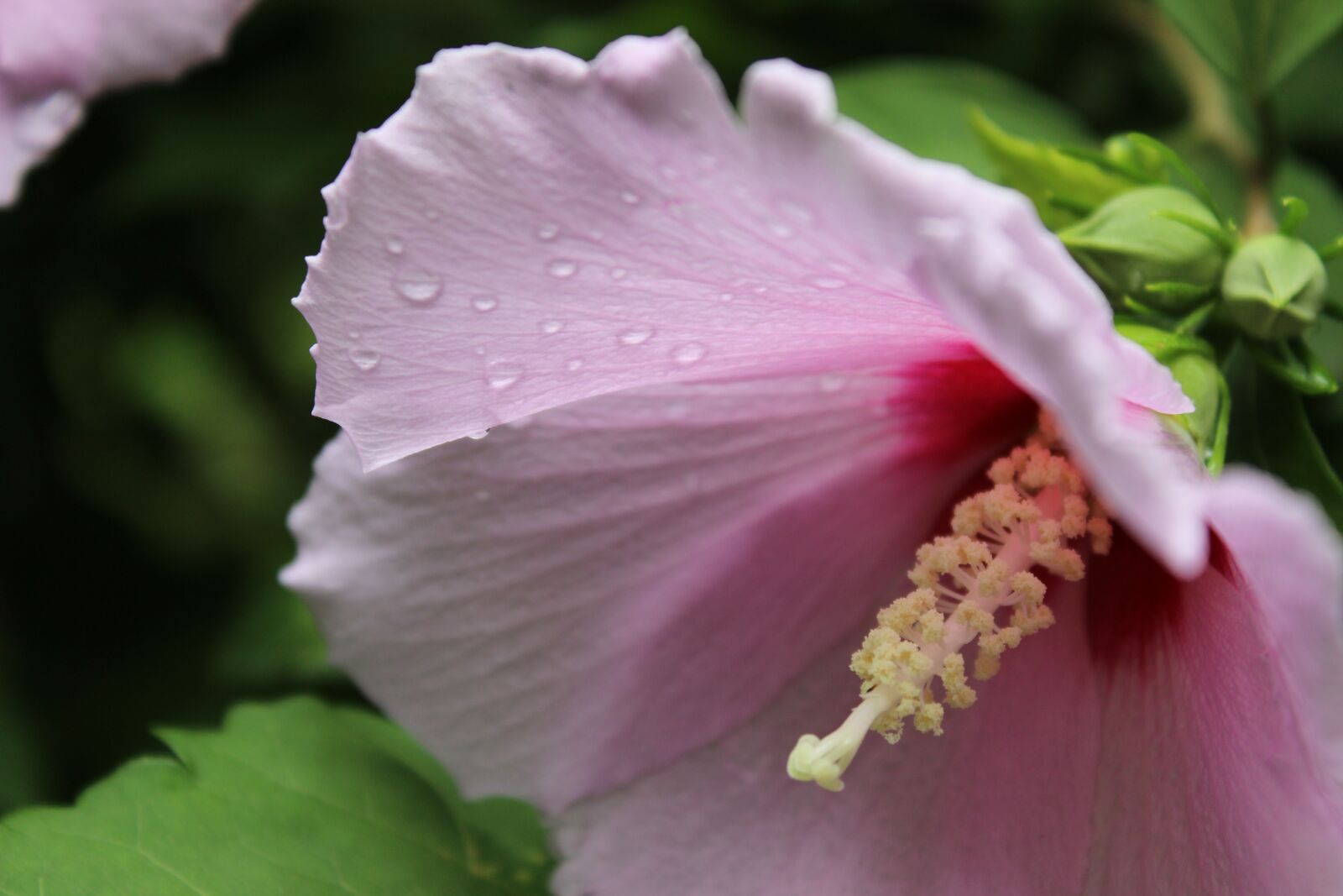 Canon EOS 600D (Rebel EOS T3i / EOS Kiss X5) sample photo. Flower, summer, summer flower photography