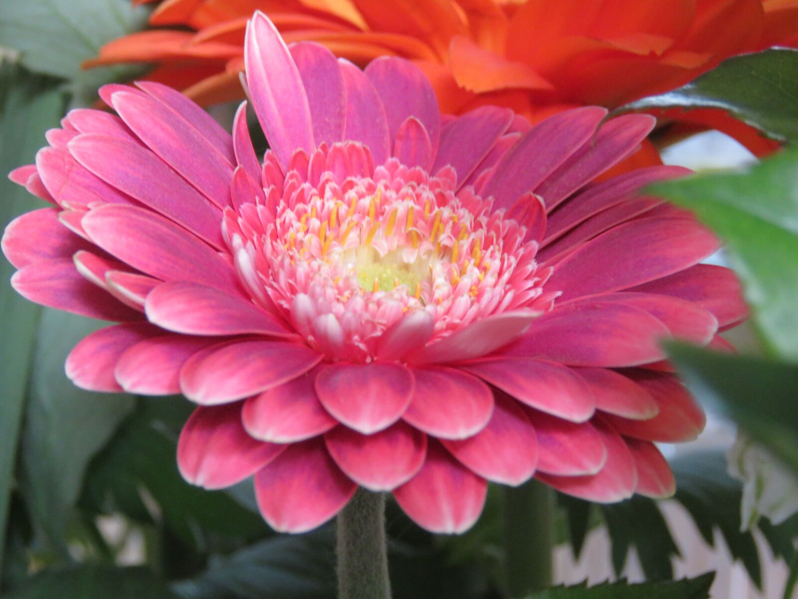 Canon PowerShot SX60 HS sample photo. Gerbera, purple, flower photography