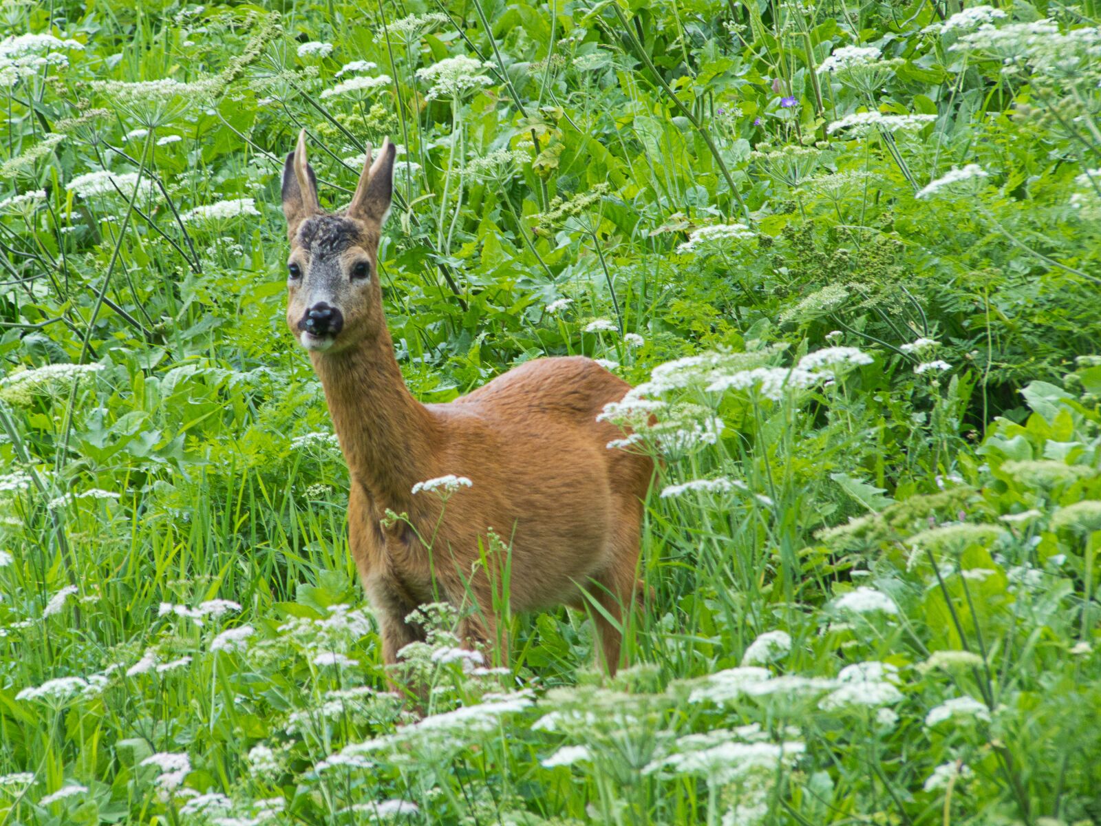 Panasonic Lumix DMC-FZ200 sample photo. Roe deer, meadow, forest photography