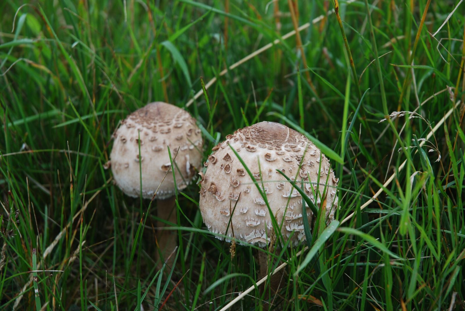 Nikon D80 sample photo. Mushrooms, toadstool, toxic photography