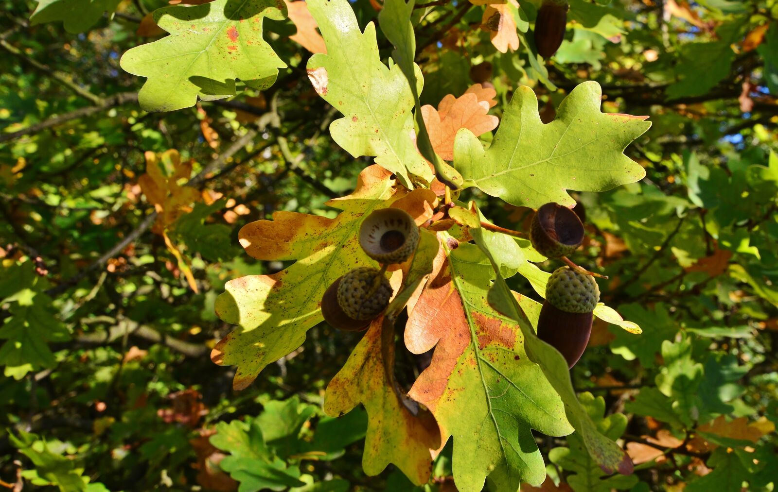 Nikon D5200 sample photo. Autumn, leaves, acorns photography