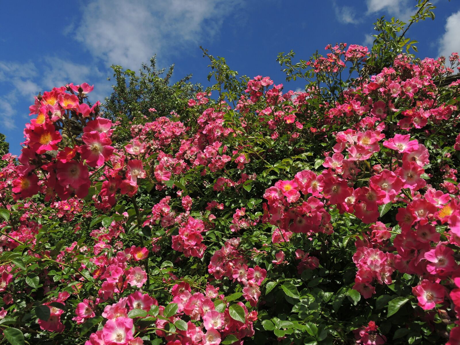Nikon Coolpix P7800 sample photo. Rose, flowers, flower photography