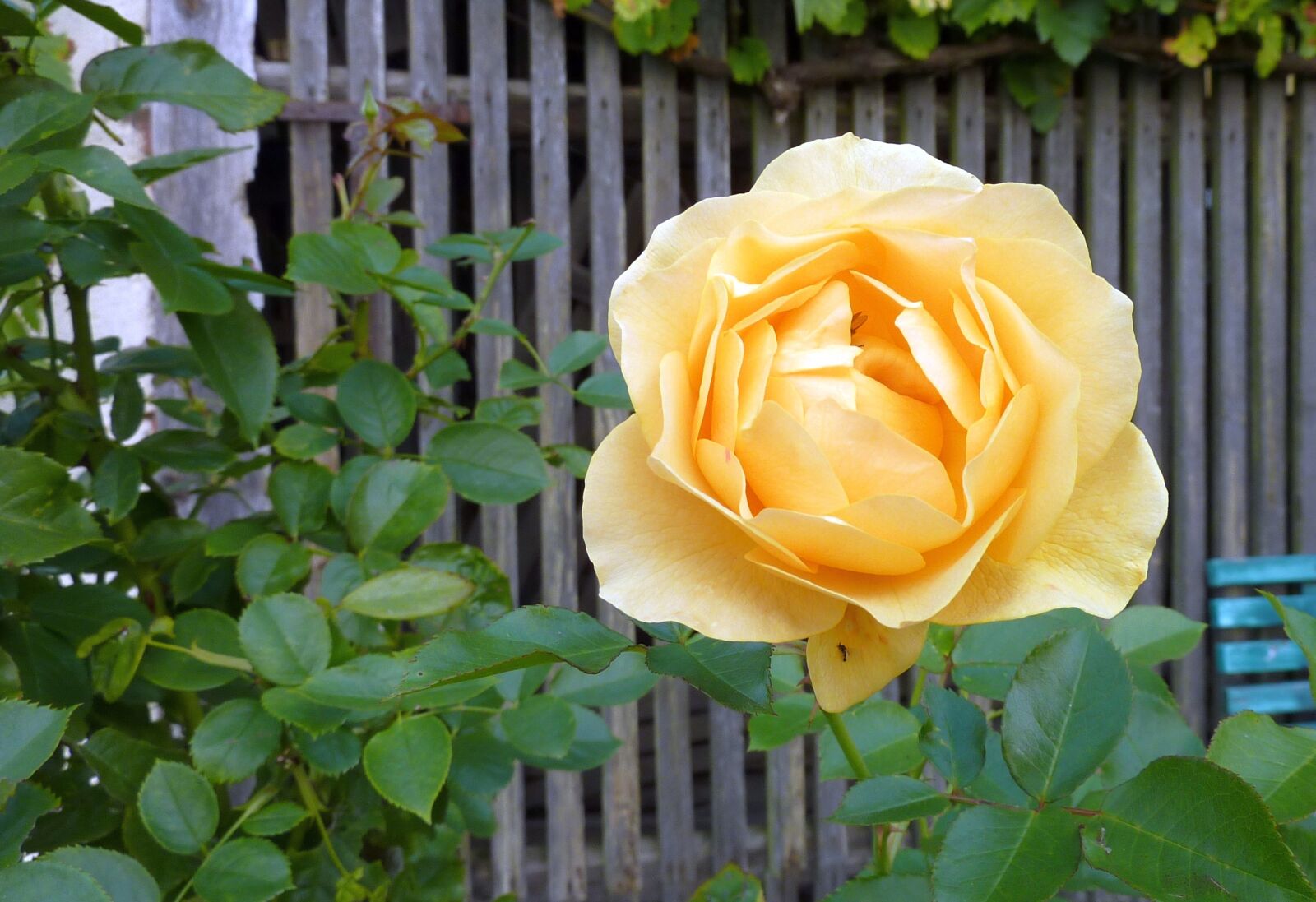Panasonic DMC-TZ7 sample photo. Rose, blossom, bloom photography