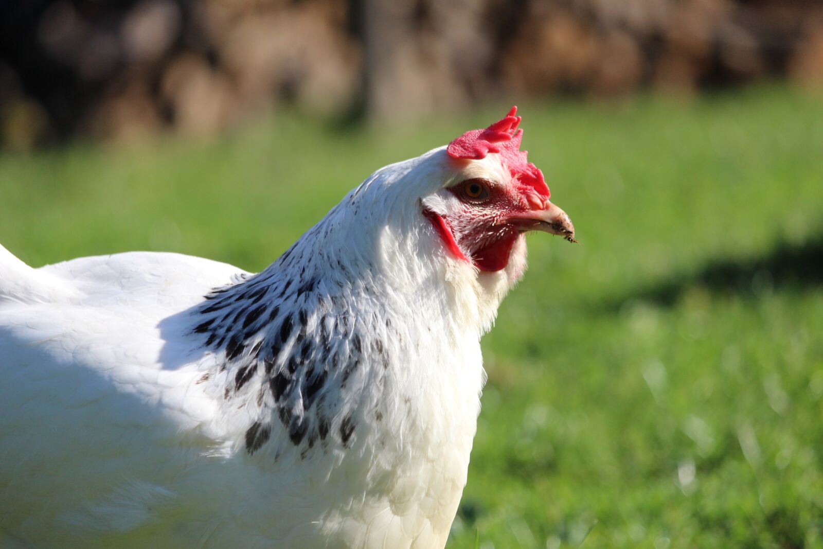 Canon EOS 1200D (EOS Rebel T5 / EOS Kiss X70 / EOS Hi) sample photo. Hen sussex, hen, nature photography