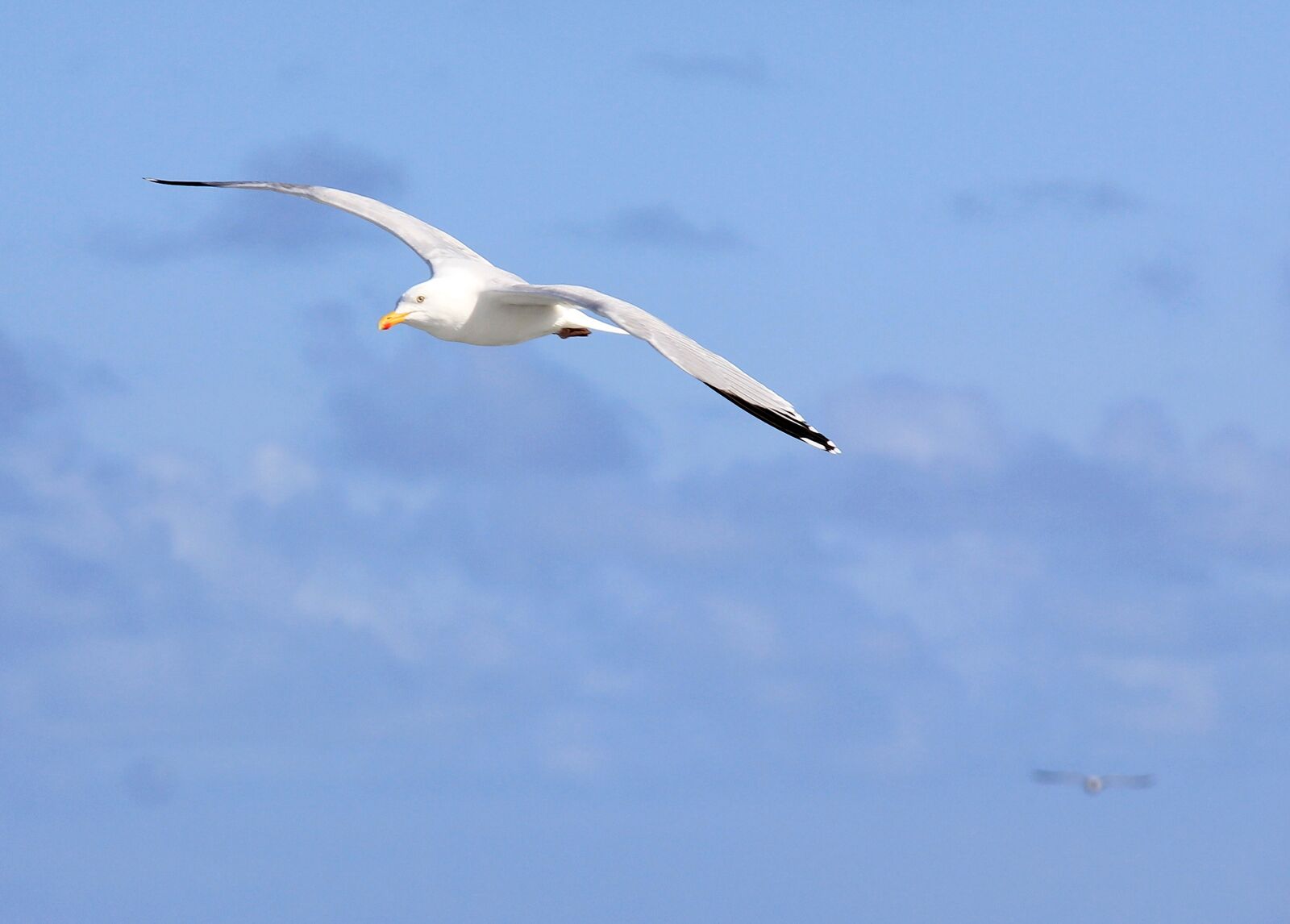 Canon EOS 550D (EOS Rebel T2i / EOS Kiss X4) sample photo. Seagull, sea, bird photography