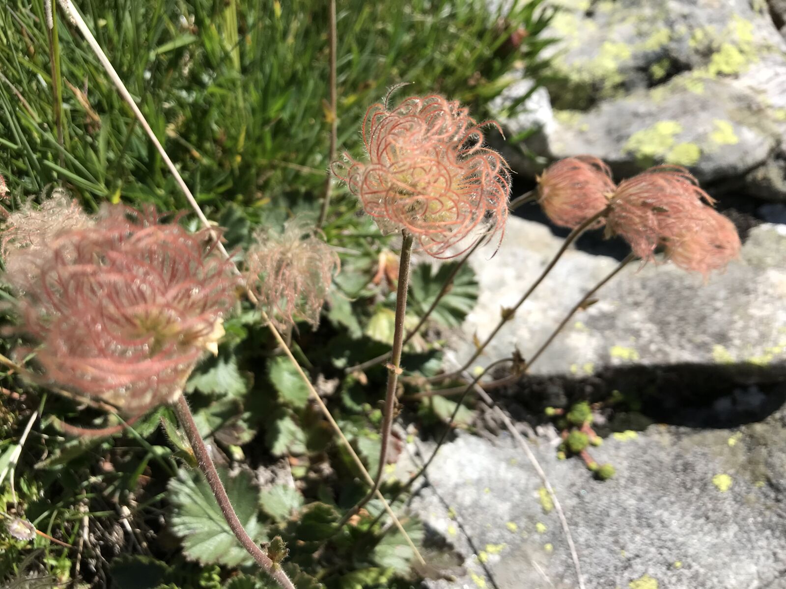 iPhone 7 back camera 3.99mm f/1.8 sample photo. Towards the top of photography