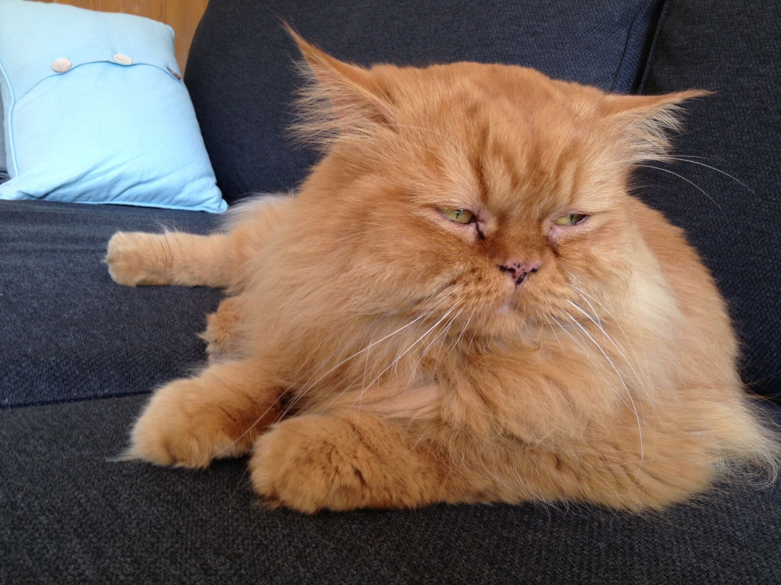 Apple iPhone 4S sample photo. Red tomcat, persians, thoughtful photography