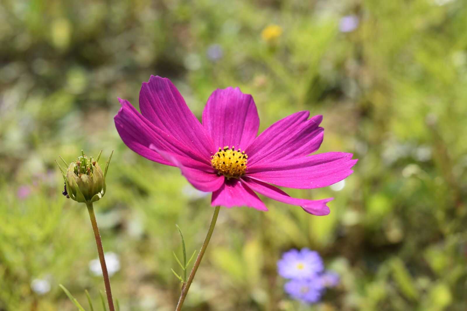Nikon D5600 sample photo. Flowers, petals, stamens photography
