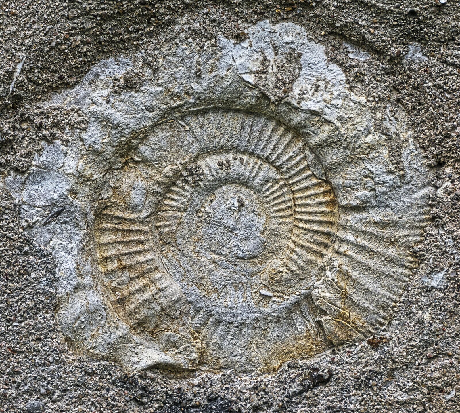 Panasonic Lumix DMC-FZ1000 sample photo. Ammonit, fossil, petrification photography