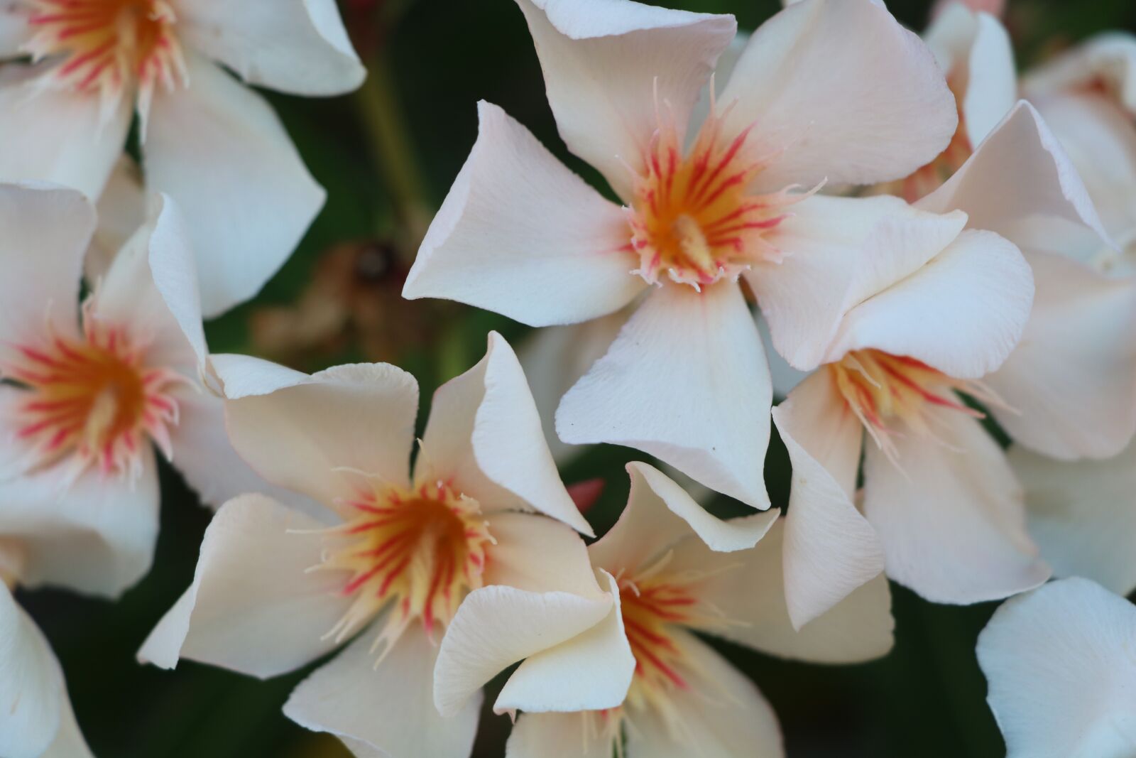 Canon EOS 760D (EOS Rebel T6s / EOS 8000D) sample photo. Flower, nature, flora photography