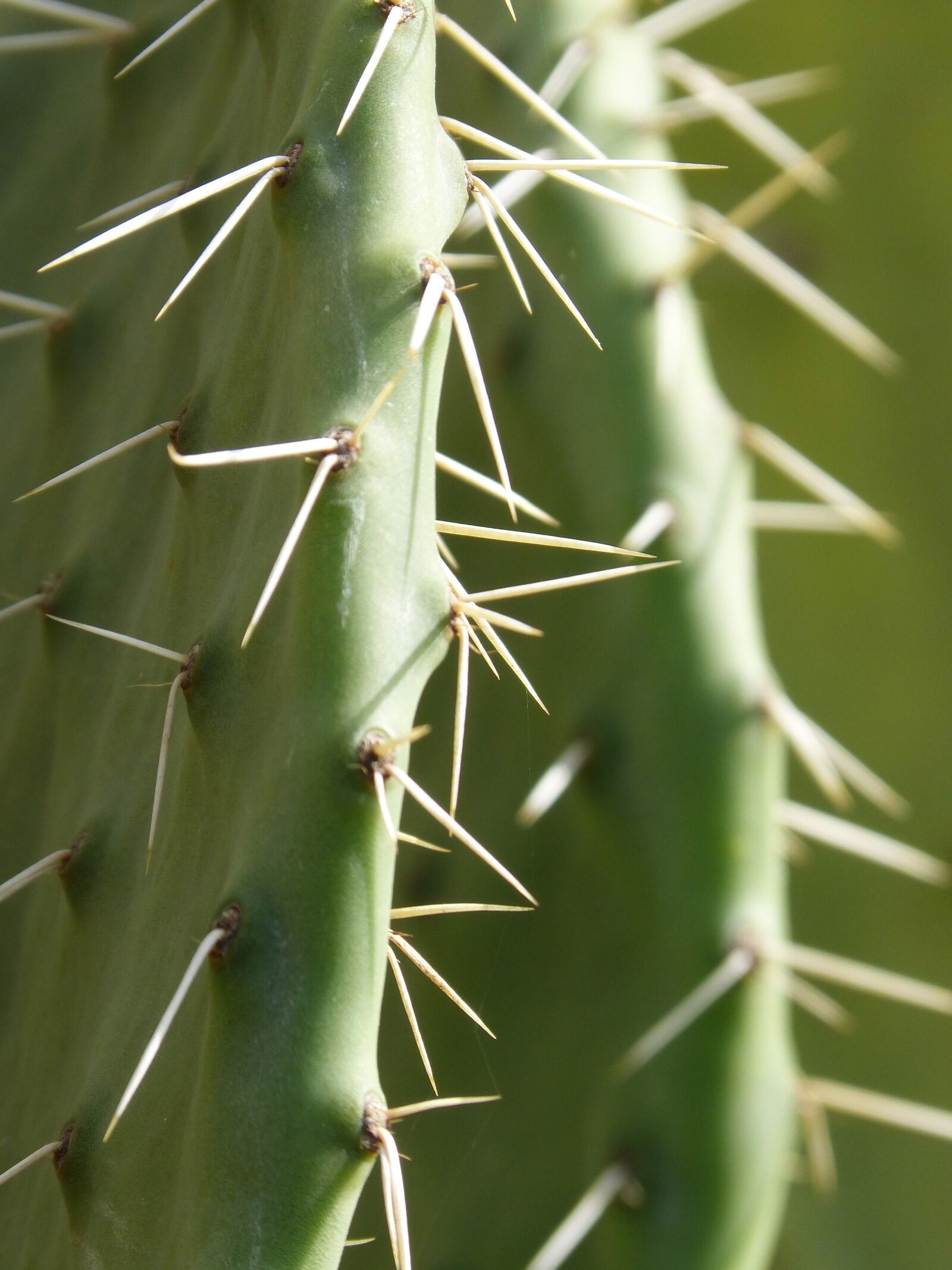 Panasonic DMC-FZ62 sample photo. Cactus, shovels, chumberas photography