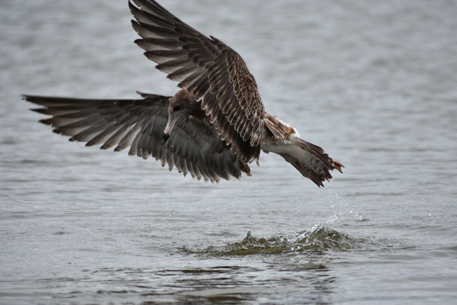 Nikon D7200 sample photo. Animal, sea, beach photography