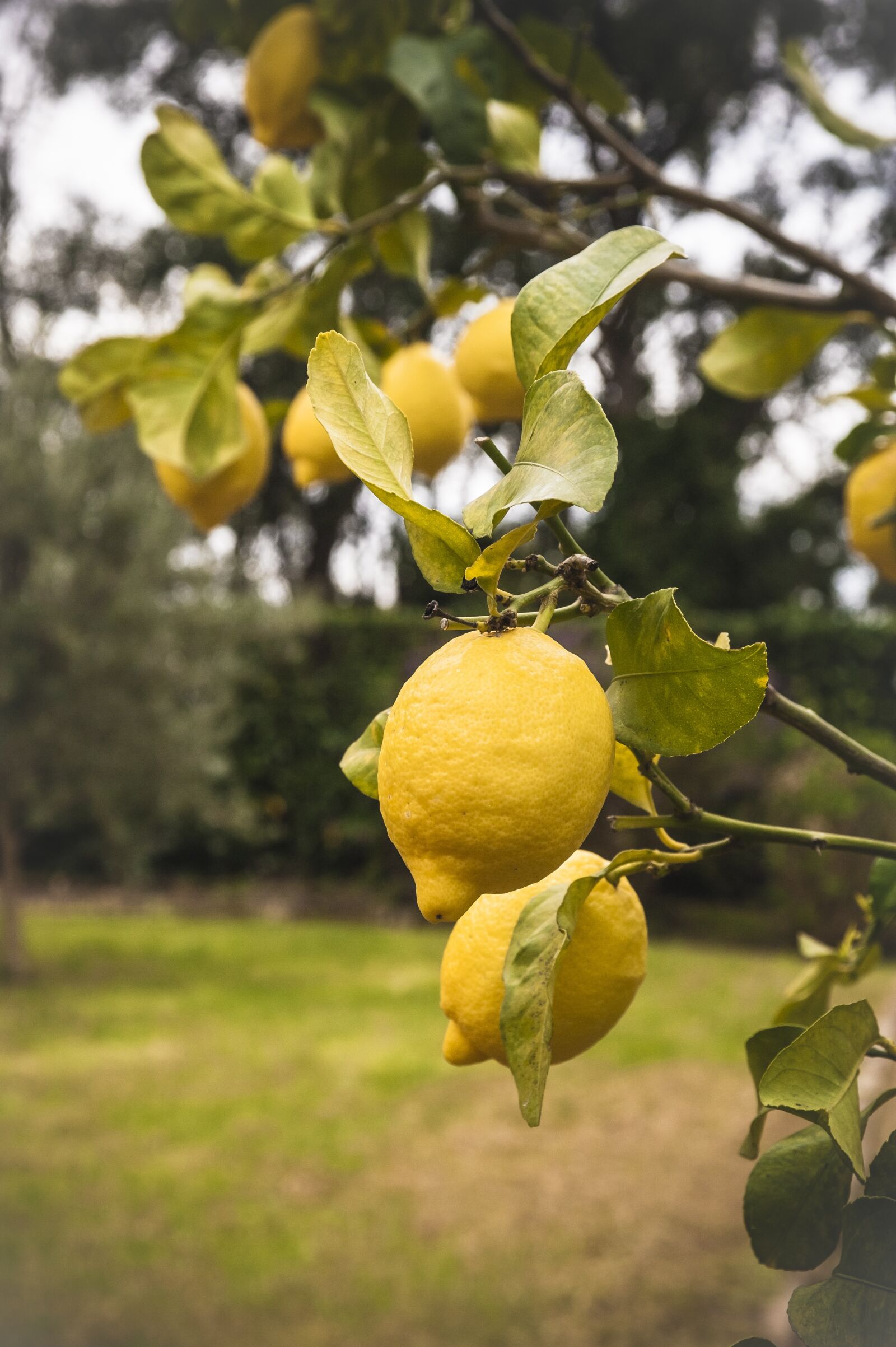 Nikon D700 sample photo. Lemons, yellow, fruit photography