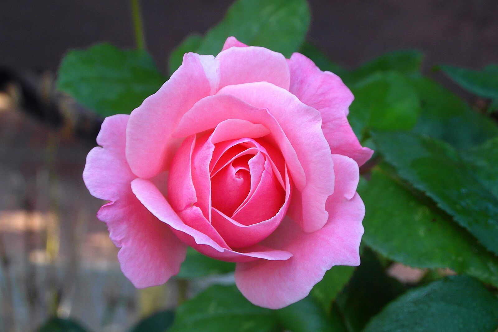 Samsung WB750 sample photo. Rose, flower, pink photography