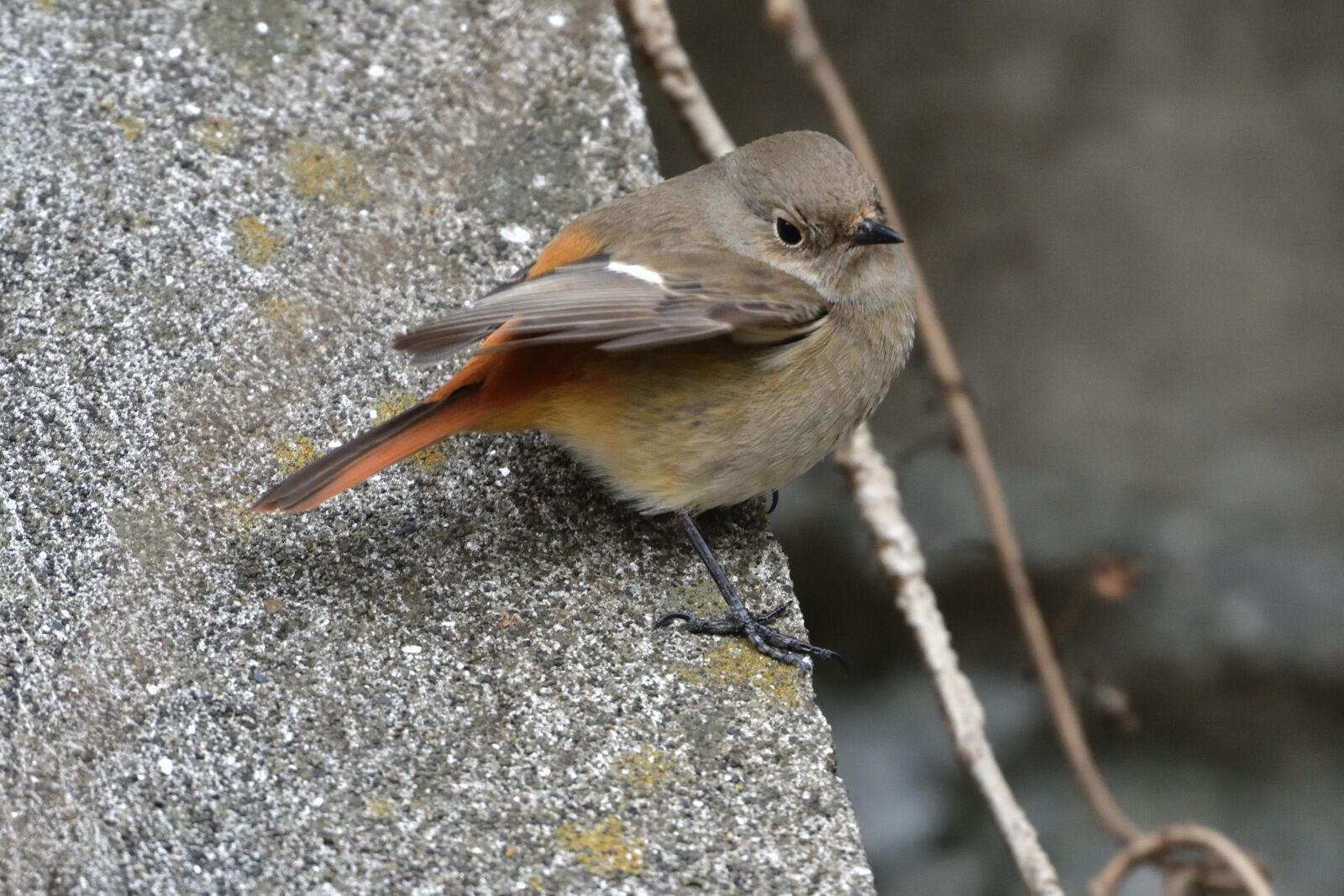 Nikon D500 sample photo. Natural, wild animals, bird photography