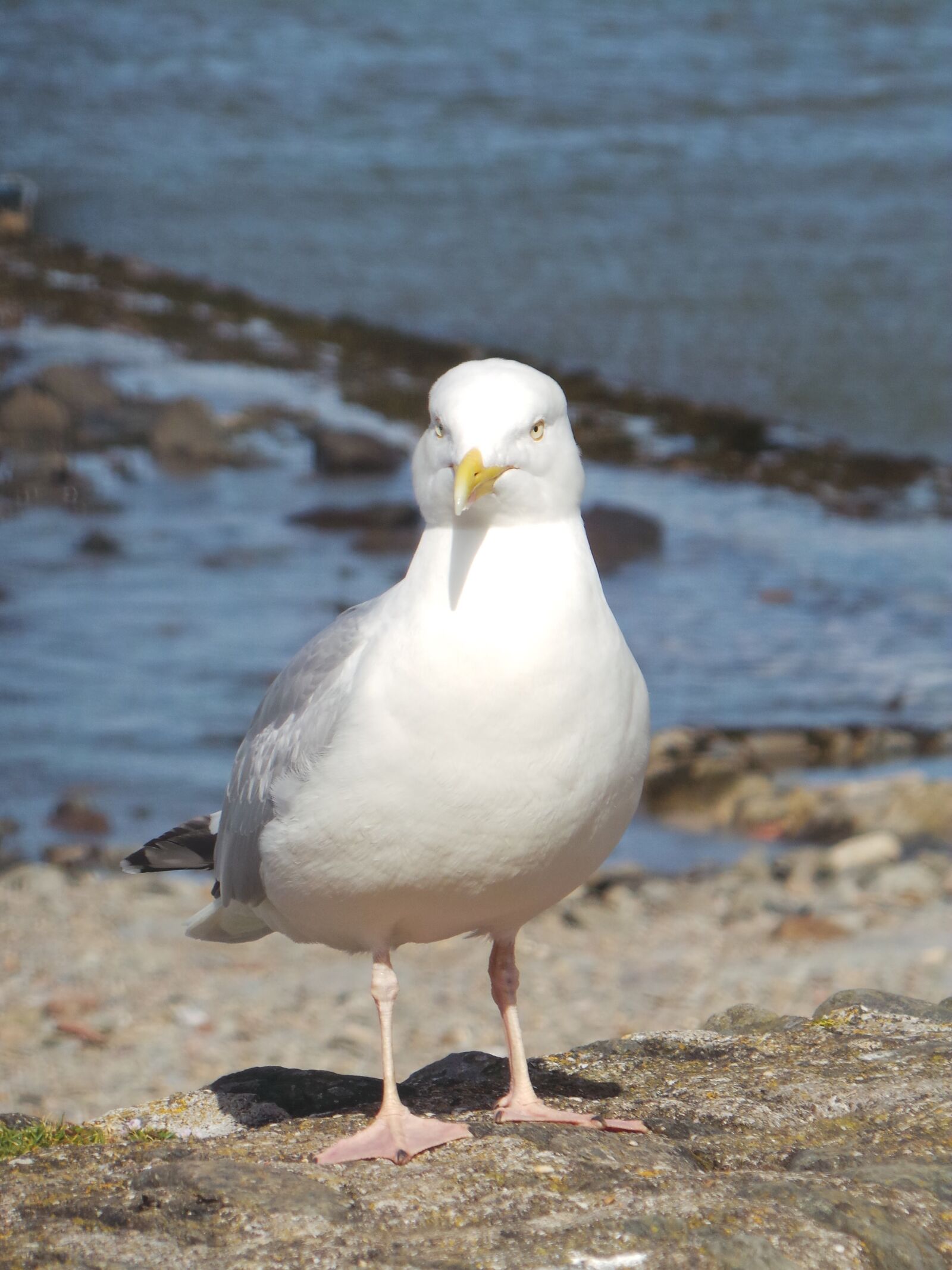 Samsung Galaxy Camera (Wi-Fi) sample photo. Seagull, beach, bird photography