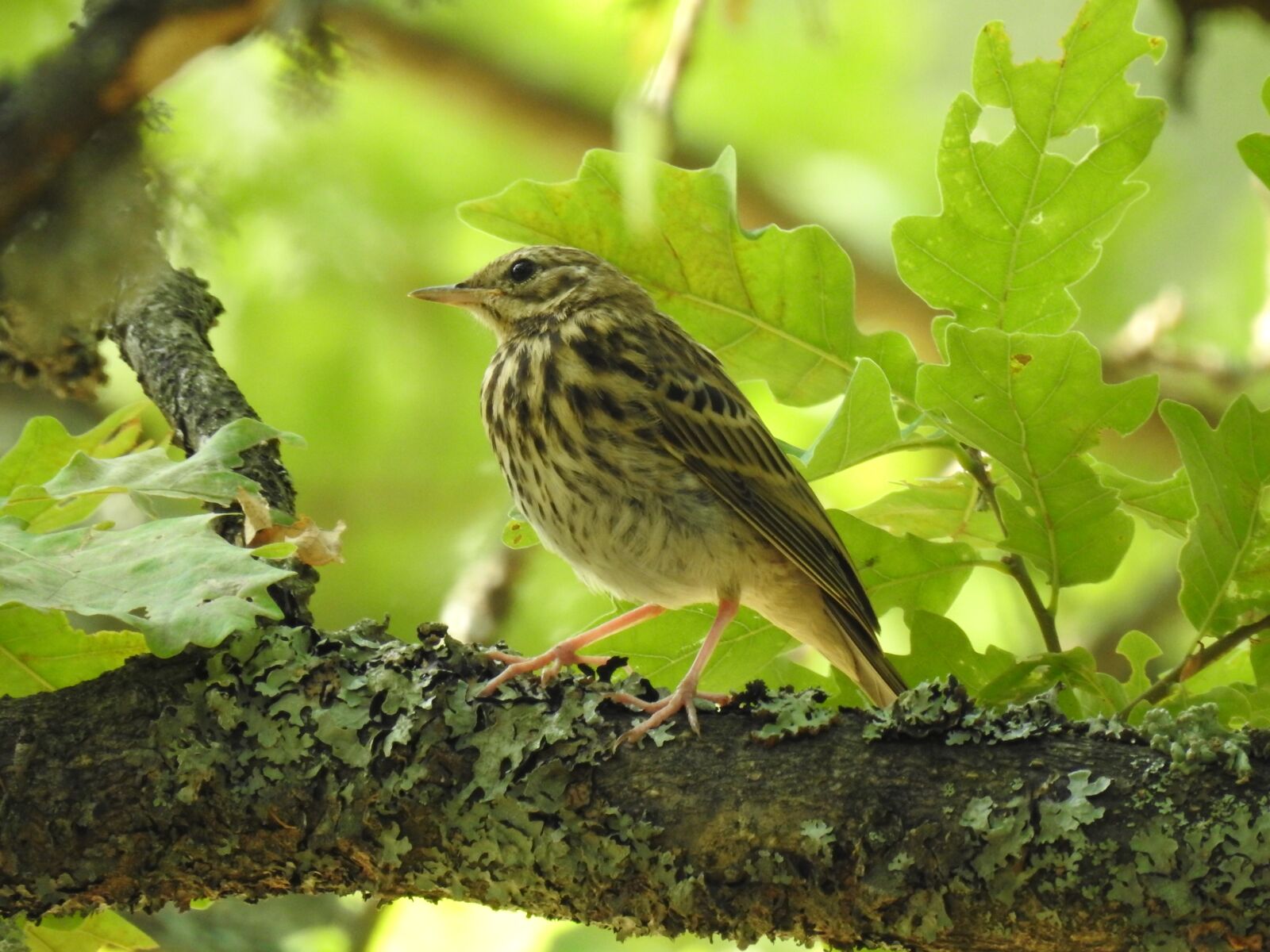 Nikon Coolpix P900 sample photo. Tree pipit, forest, bird photography