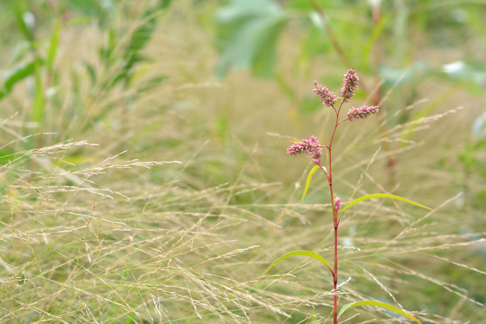 Nikon D5200 sample photo. Highlander, plant, pink photography