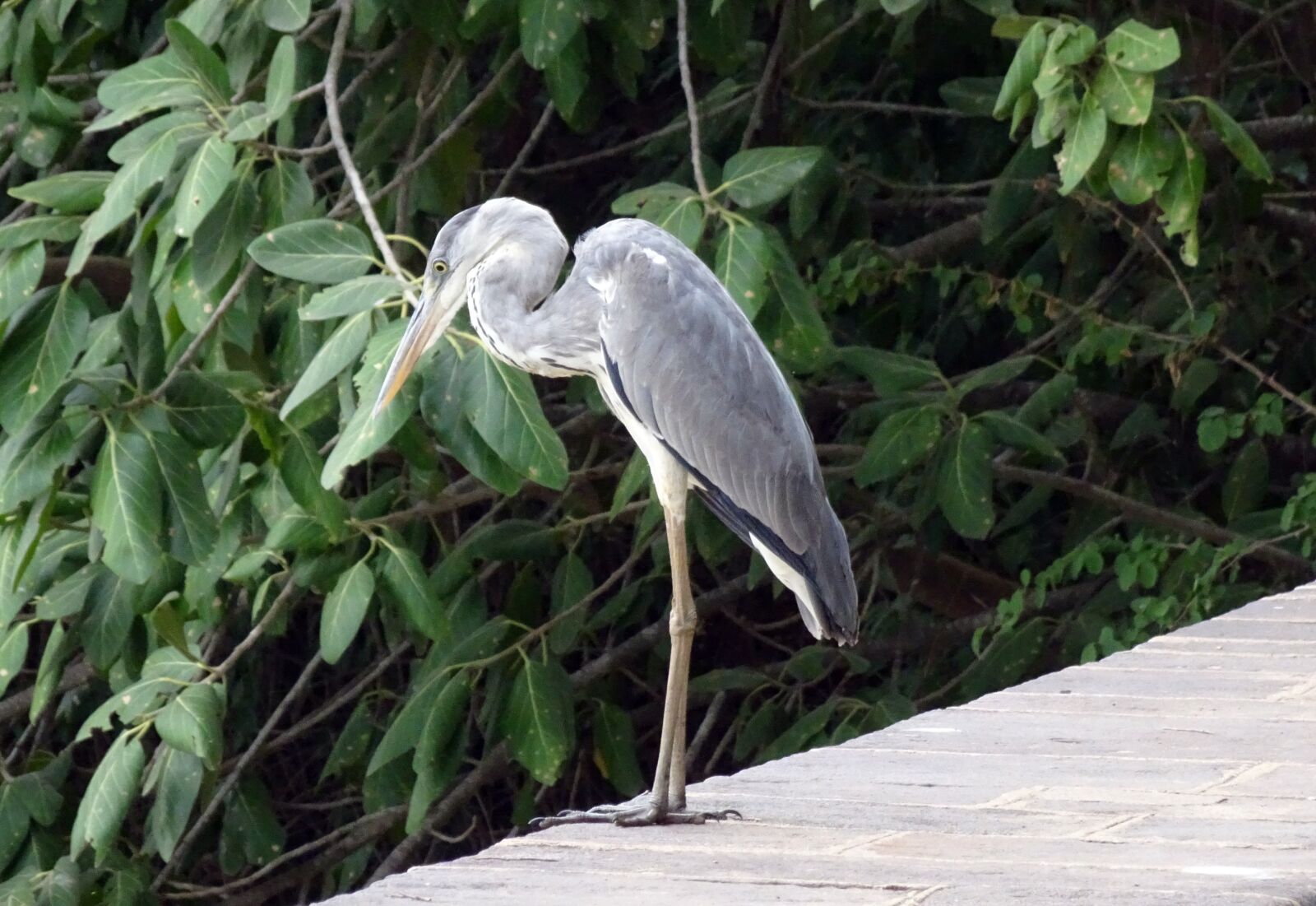 Sony Cyber-shot DSC-HX90V sample photo. Grey heron, ardea cinerea photography