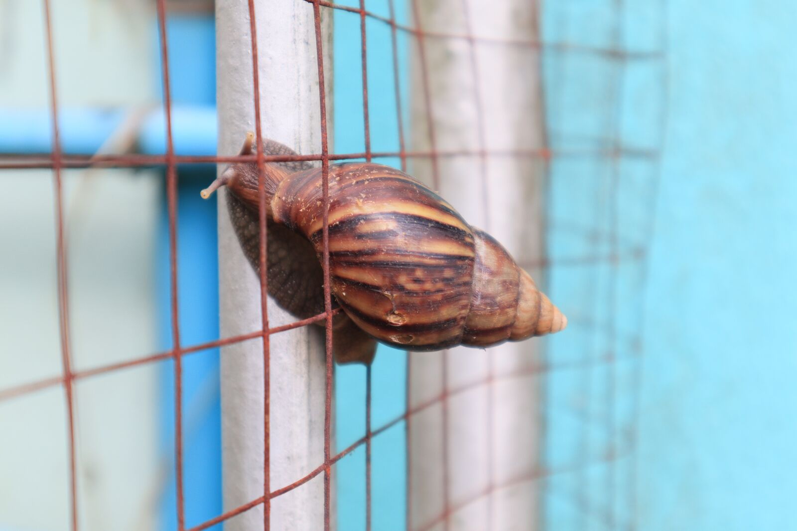 Canon EF-M 15-45mm F3.5-6.3 IS STM sample photo. Snail trail, slow animal photography