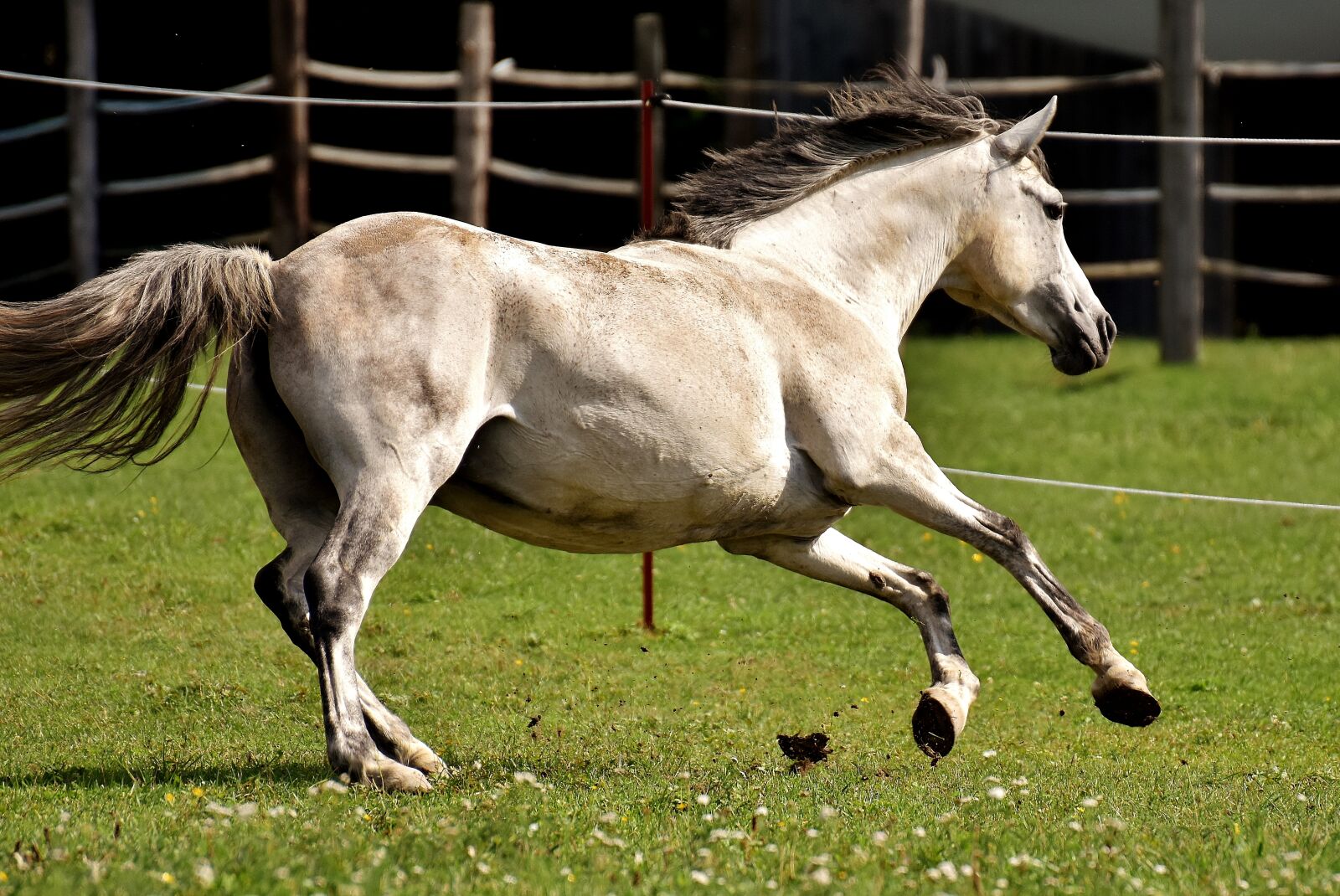 Nikon D7200 sample photo. Mold, horse, love for photography