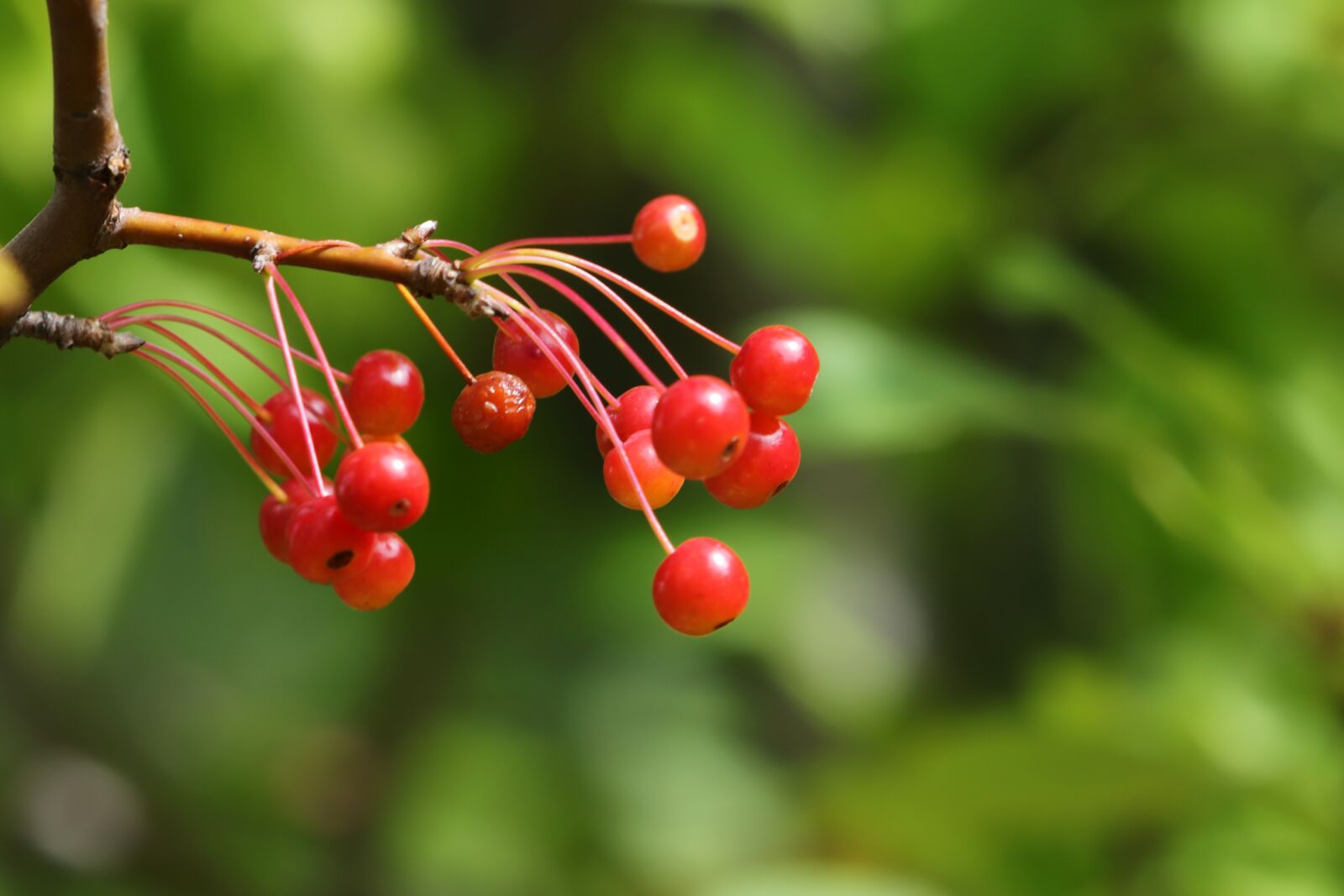 Canon EF 70-200mm F2.8L USM sample photo. Fruit, red, nature photography