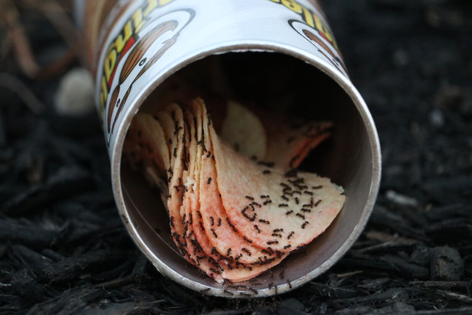 Canon EF-S 55-250mm F4-5.6 IS STM sample photo. Ants, chips, ground photography