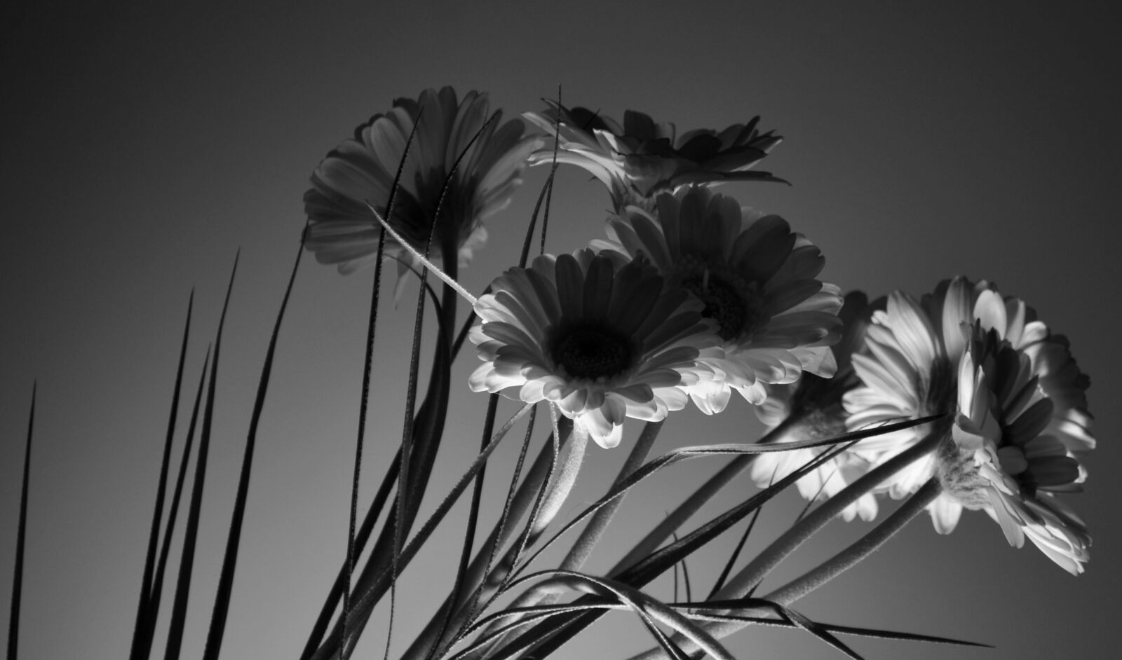Nikon D3100 sample photo. Art, back, light, beautiful photography