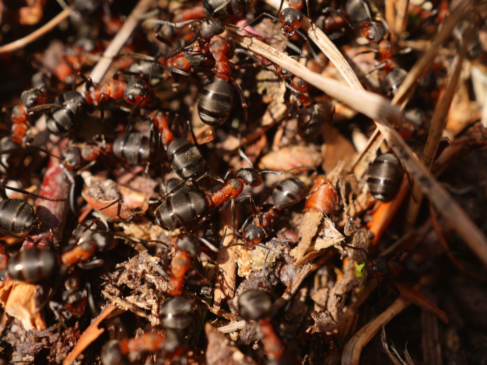Panasonic Lumix DMC-GX8 sample photo. Ant, red, wood ant photography