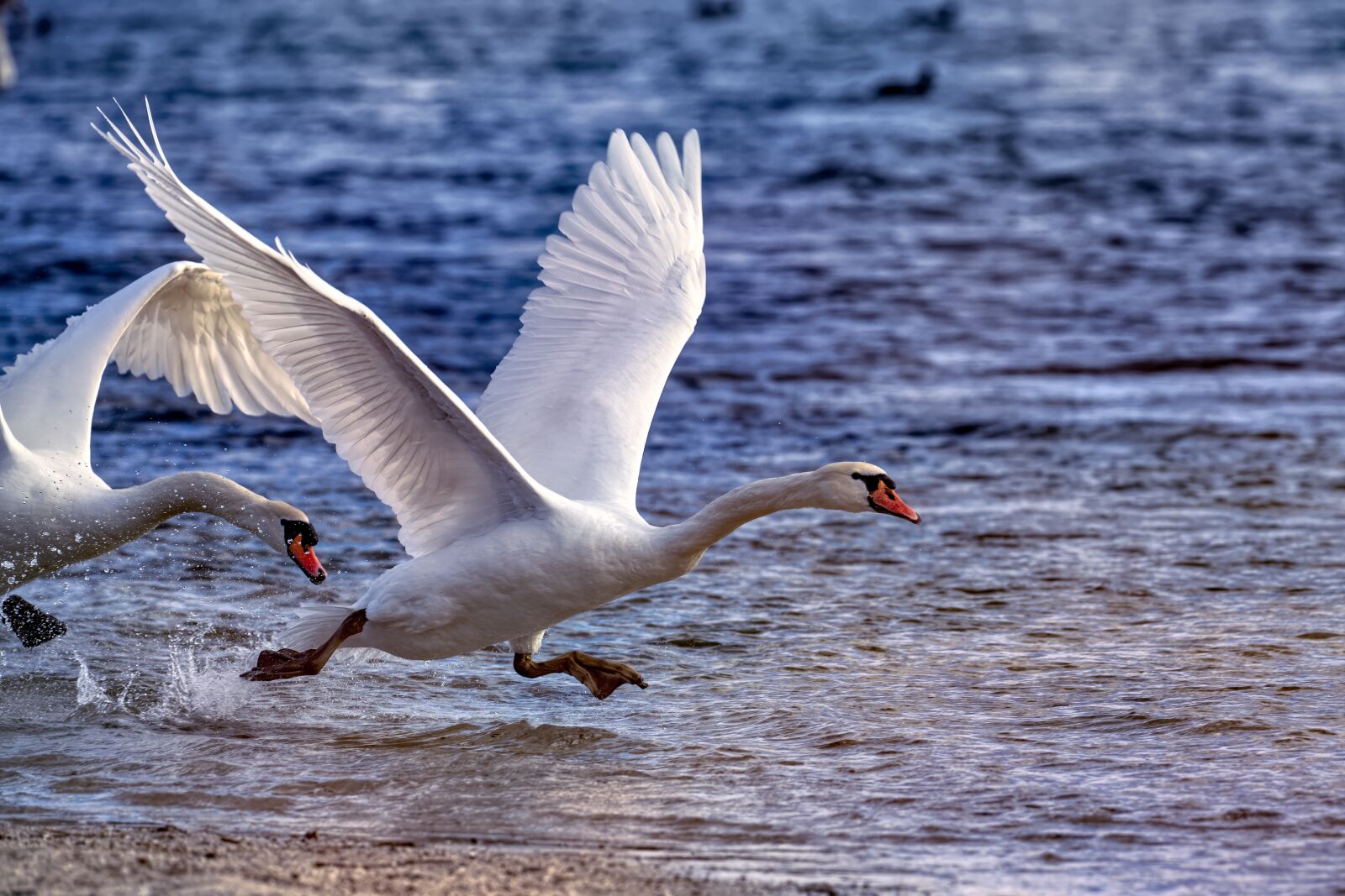 Canon EF 500mm F4L IS USM sample photo. Swan, bird, water photography