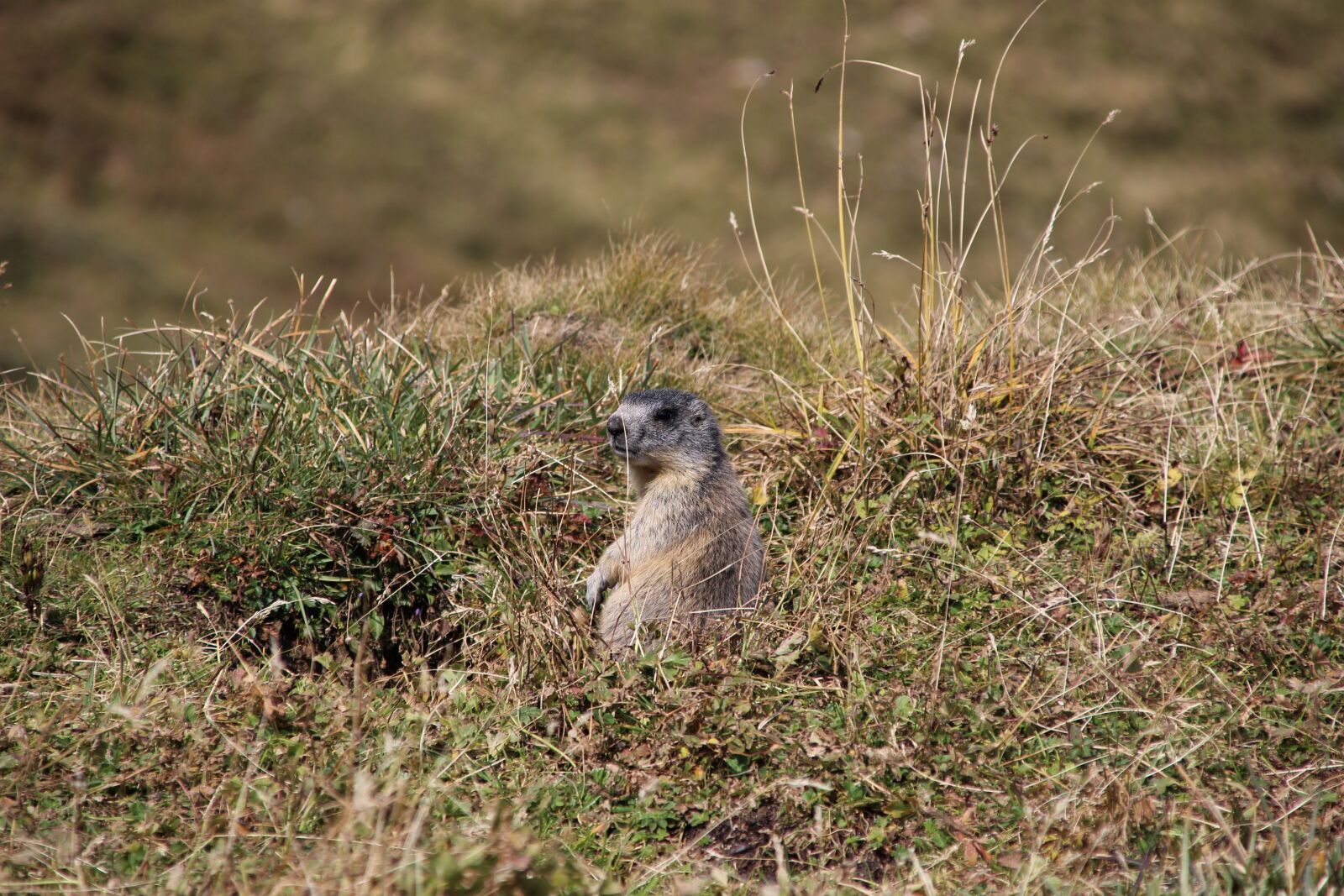Canon EOS 600D (Rebel EOS T3i / EOS Kiss X5) sample photo. Marmot, alpine marmot, munggen photography