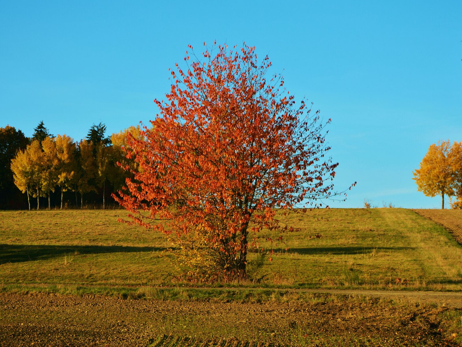 Nikon D5200 sample photo. Autumn tree, autumn, landscape photography