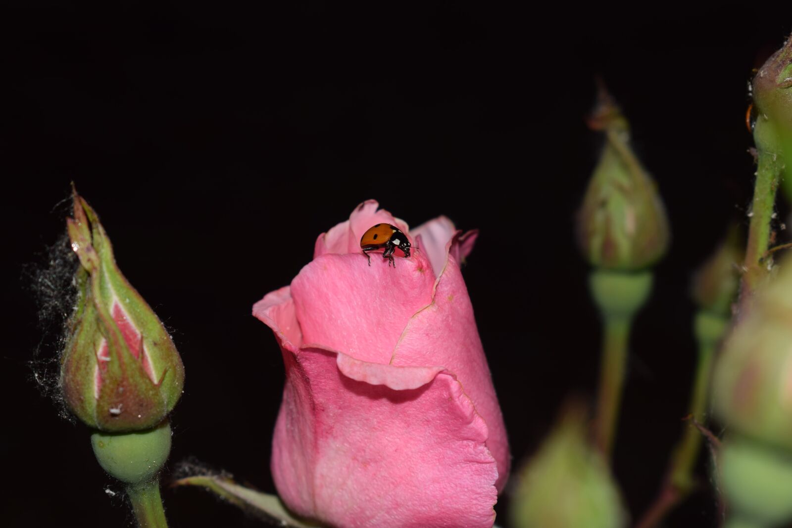 Nikon D3300 sample photo. Rose, rose color, rose photography